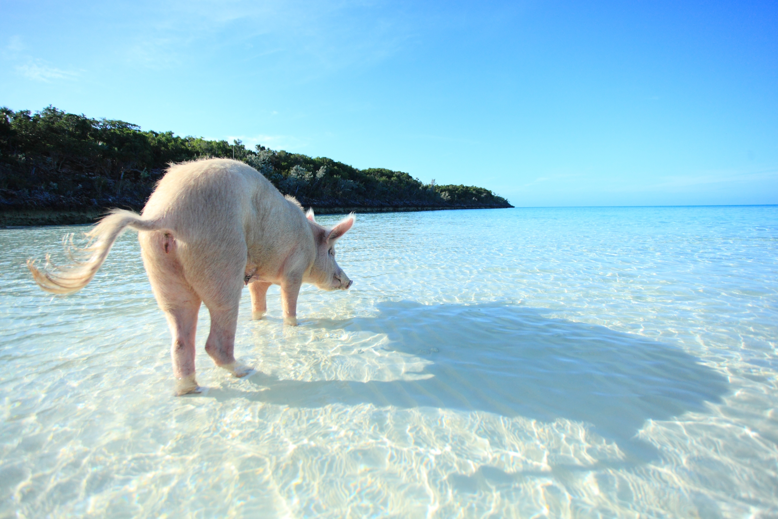 A pig stands in clear, shallow water on a sunny beach, casting a shadow on the sand as fellow pigs play nearby. Lush greenery lines the horizon under a bright blue sky.