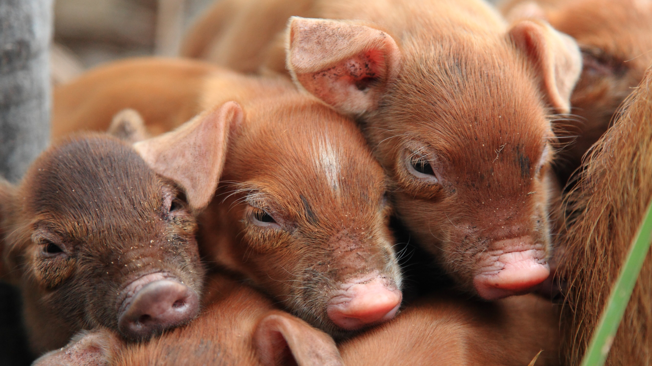 A group of adorable piglets huddled closely together, showcasing their soft, brown fur and small snouts. These charming pigs appear to be resting comfortably, creating a warm and cozy scene.