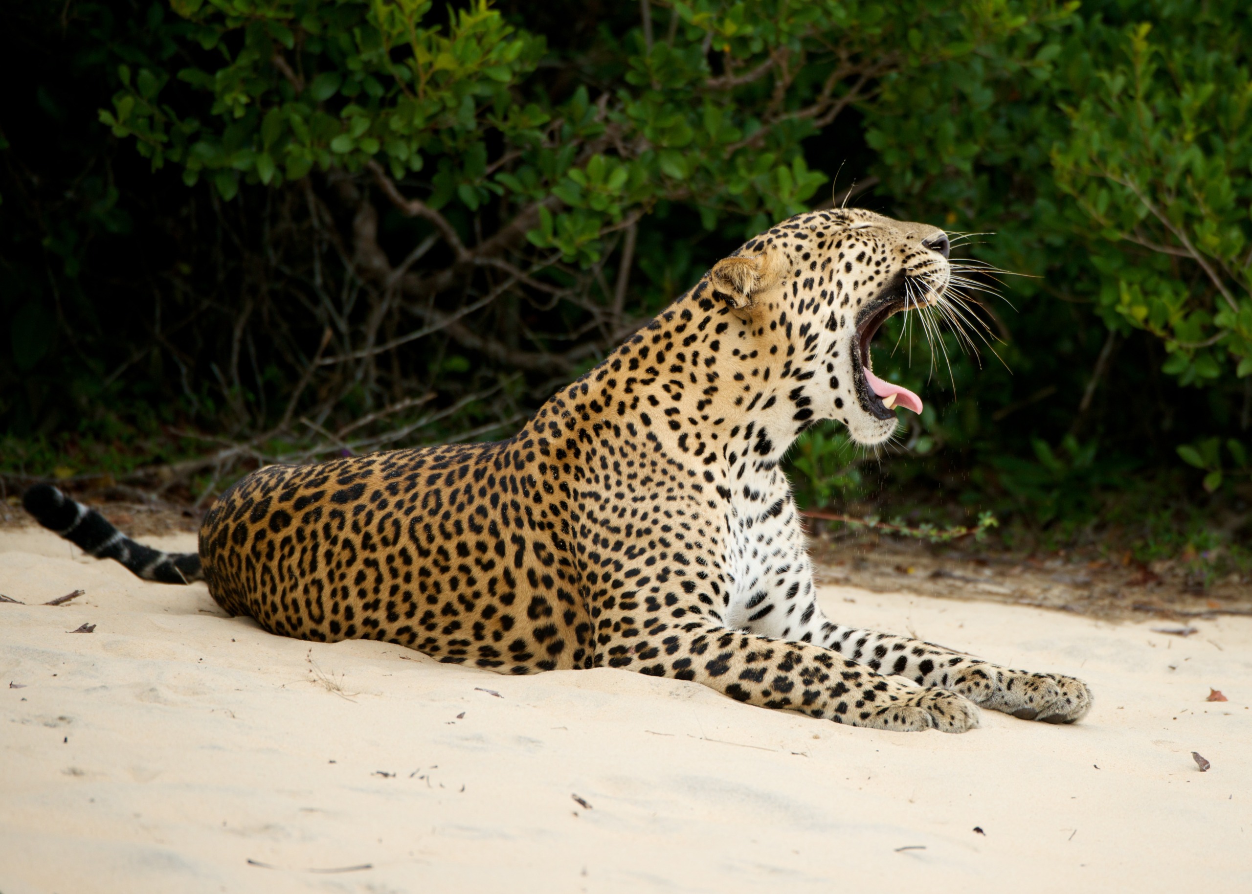 A leopard lies on the sandy ground of Sri Lanka, its mouth wide open, as if yawning or roaring. Its spotted coat beautifully contrasts with the lush green foliage in the background.