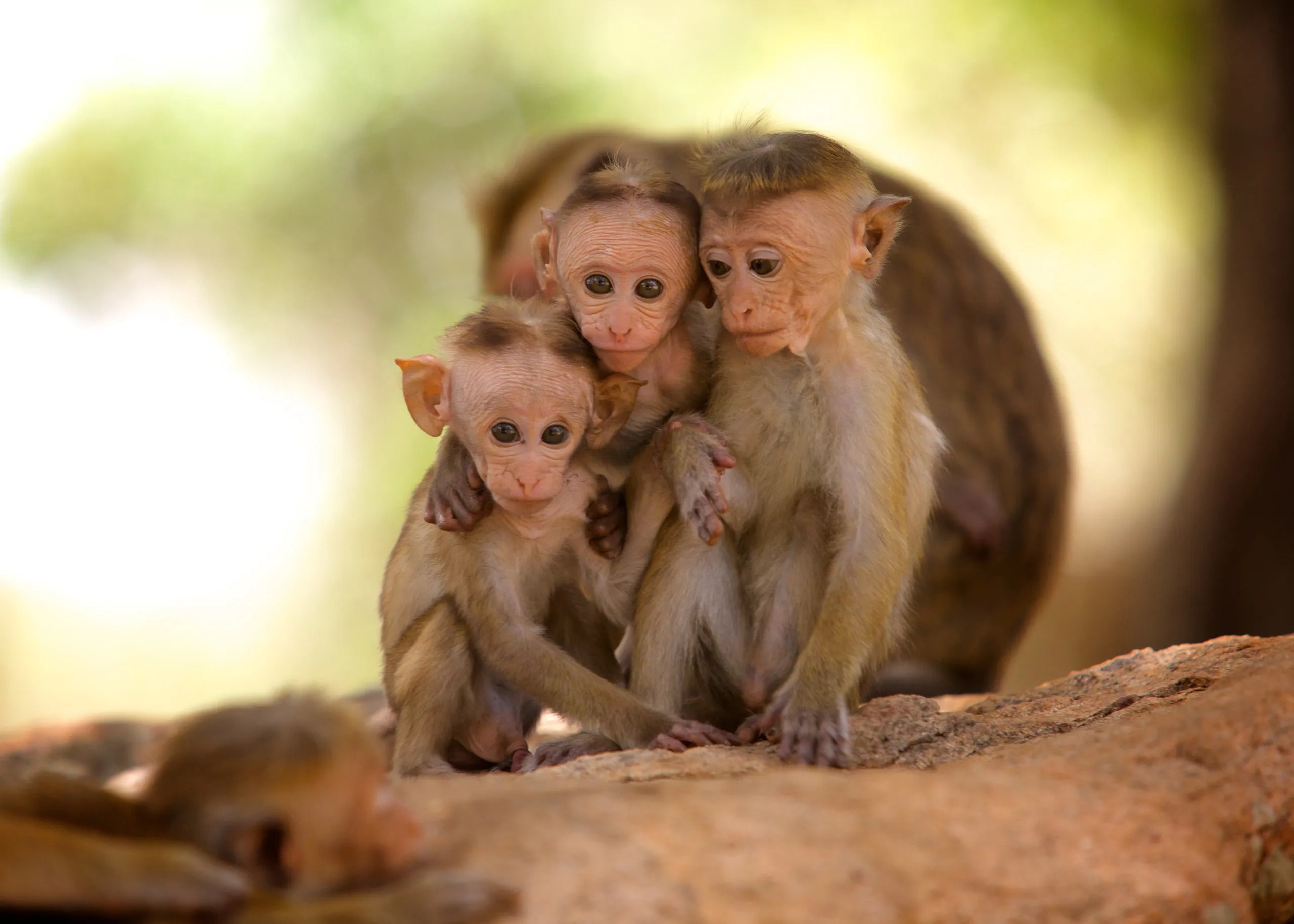 Three young monkeys sit closely together on a rocky surface, with the lush greenery of Sri Lanka blurred in the background. They appear calm and curious, observing their surroundings. A fourth monkey lies in the foreground, partially out of view.