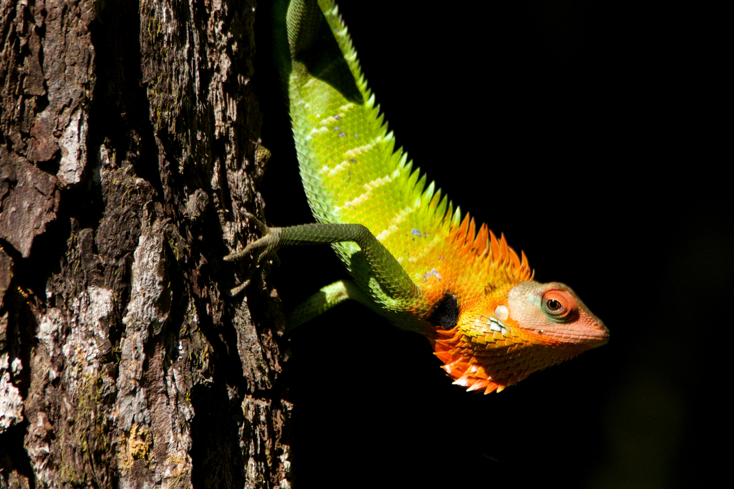 A colorful lizard from Sri Lanka with a bright orange head and green body clings to the side of a tree trunk against a dark background. The lizard's texture and vivid hues contrast sharply with the rugged tree bark.