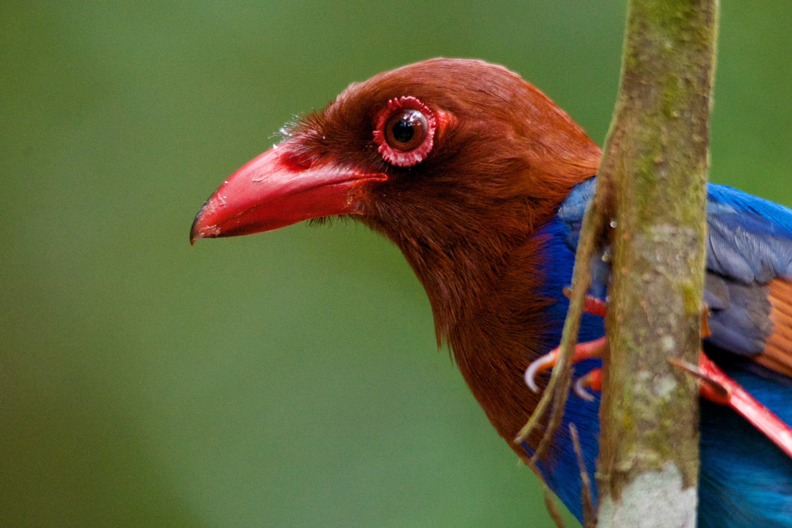 Close-up of a brightly colored bird native to Sri Lanka, perched on a branch. The bird has a red beak, red eye ring, and vibrant plumage of brown, blue, and orange. The background is softly blurred with shades of green.