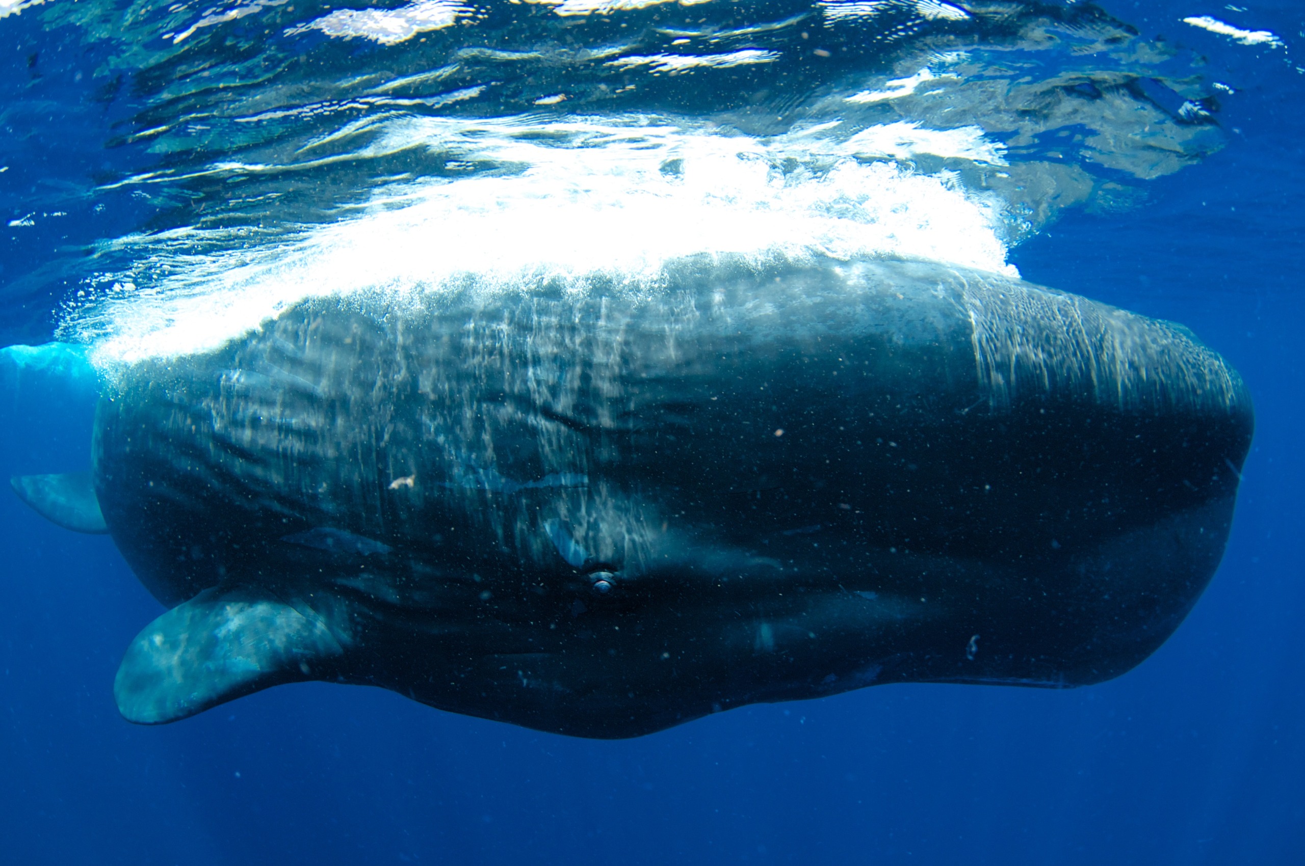 A large sperm whale swims gracefully off the coast of Sri Lanka, its massive body partially illuminated by sunlight filtering through the clear blue ocean. The whale's textured skin is visible, along with a small eye peering through the water.