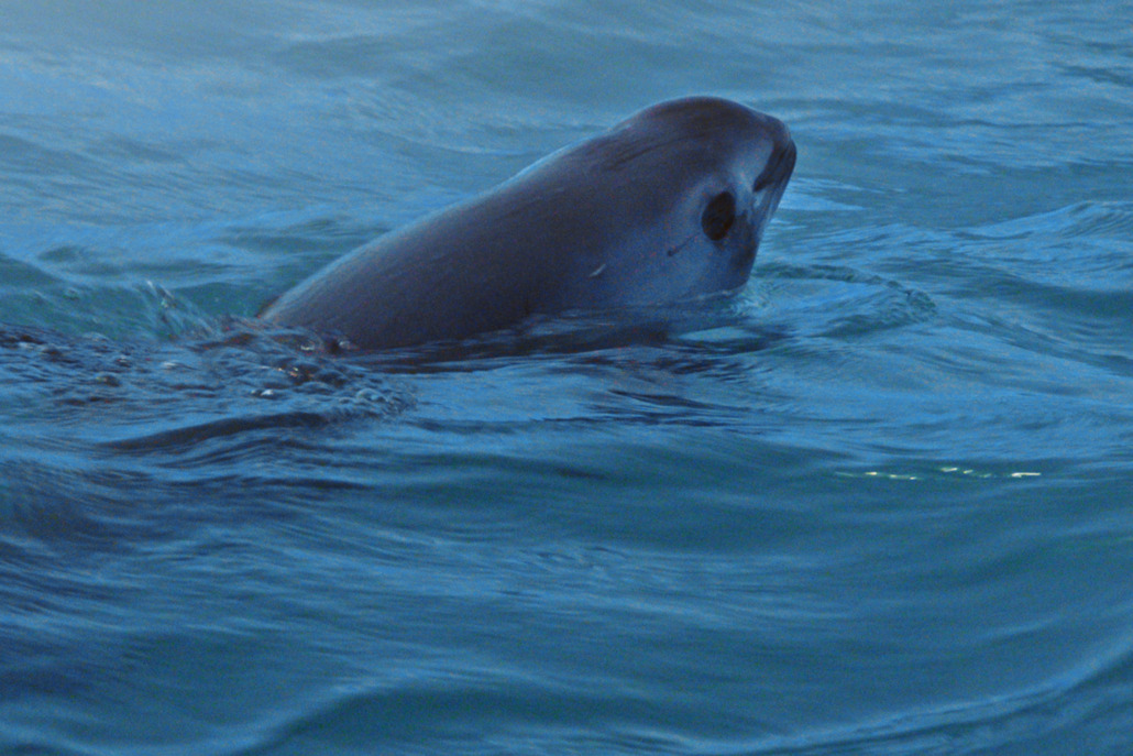 A vaquita glides through the deep blue ocean, partially submerged with its head and upper back peeking above the surface. In this serene sea of shadows, its small dorsal fin and smooth skin become visible, whispering tales of mystery beneath the waves.