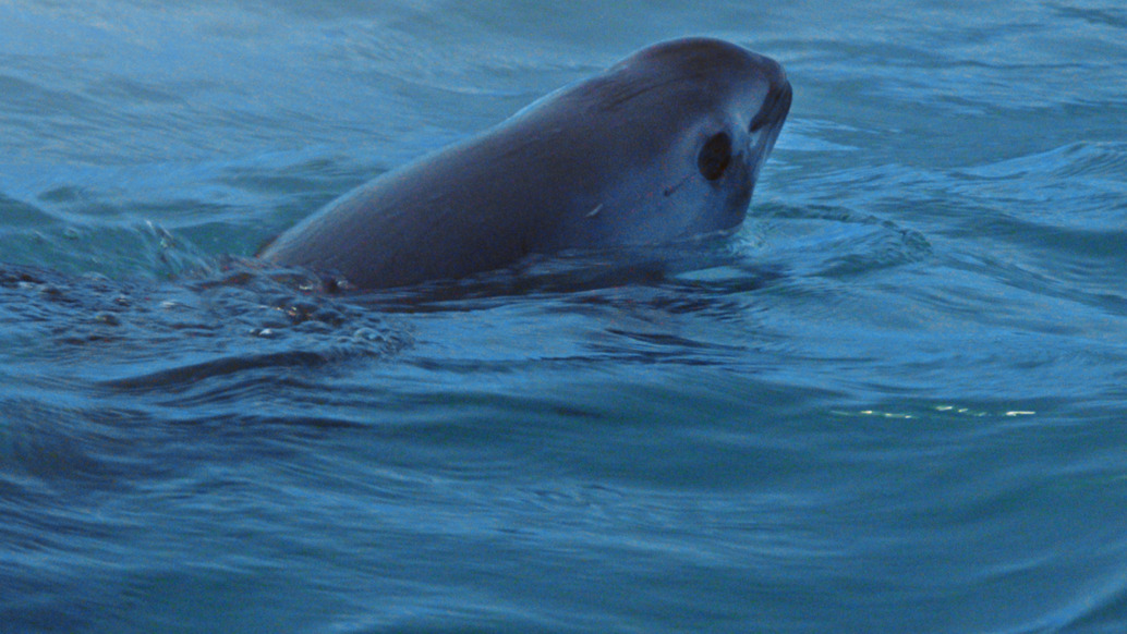 A vaquita glides through the deep blue ocean, partially submerged with its head and upper back peeking above the surface. In this serene sea of shadows, its small dorsal fin and smooth skin become visible, whispering tales of mystery beneath the waves.