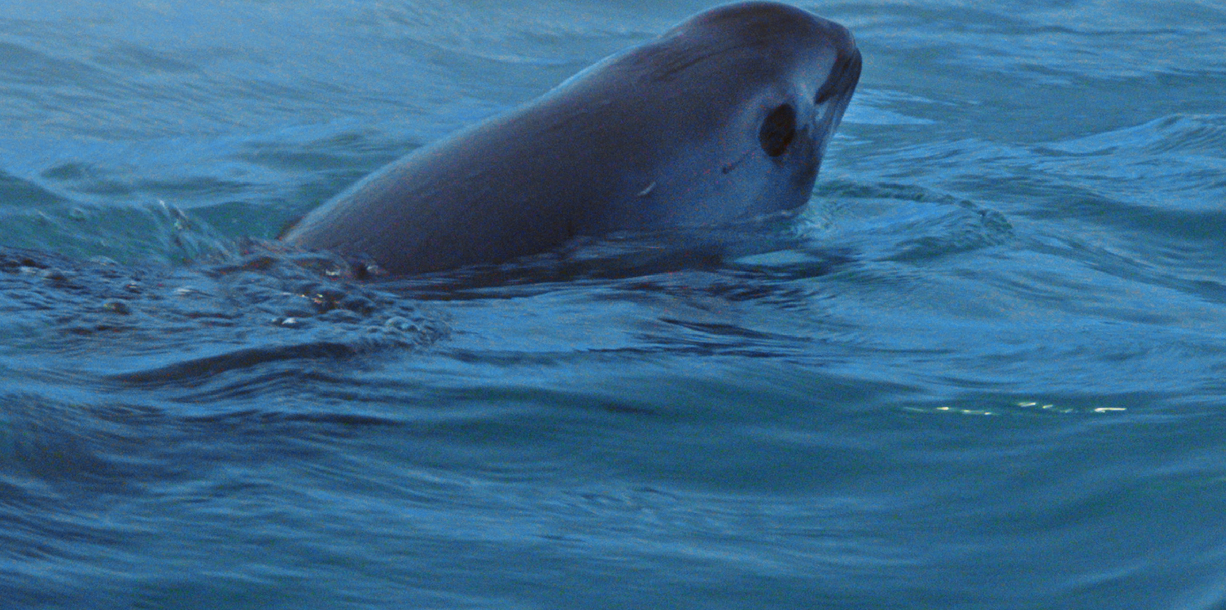 A vaquita glides through the deep blue ocean, partially submerged with its head and upper back peeking above the surface. In this serene sea of shadows, its small dorsal fin and smooth skin become visible, whispering tales of mystery beneath the waves.