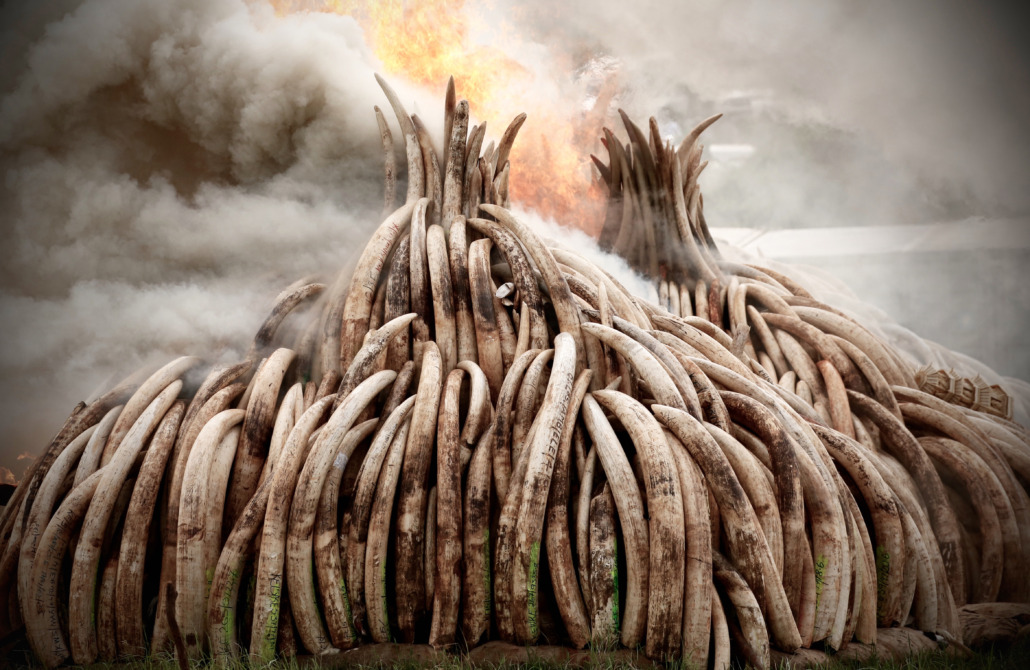 A large pile of ivory tusks is engulfed in flames and smoke, reminiscent of a scene from an ivory game. The background is filled with gray and white clouds rising from the burning tusks, conveying a strong message against the ivory trade.