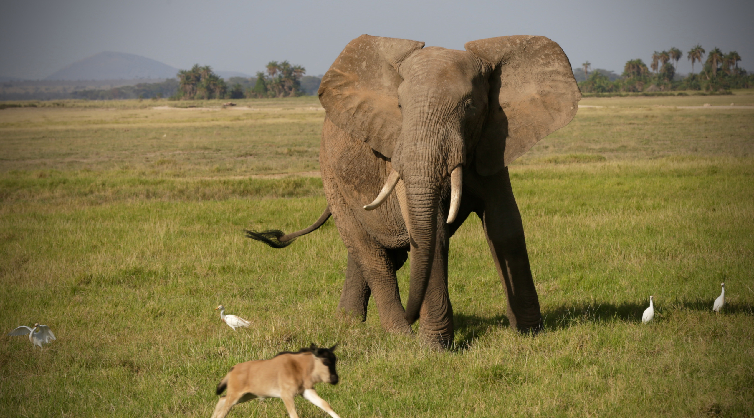 An elephant stands in a grassy field with birds around it, embodying the allure of the ivory game. A wildebeest walks in the foreground, while the background features a distant mountain and some trees.