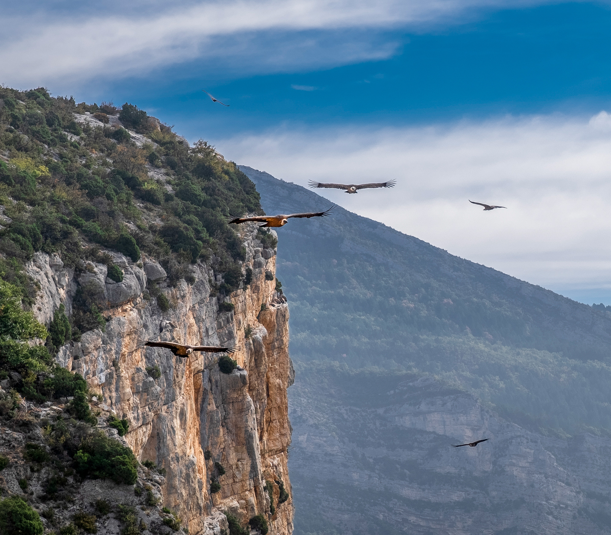 Vultures soaring near a steep cliff with dense greenery, gliding gracefully as if guardians of the Alps. Several birds are in mid-flight against a backdrop of rugged mountain ranges under a blue sky dotted with clouds.