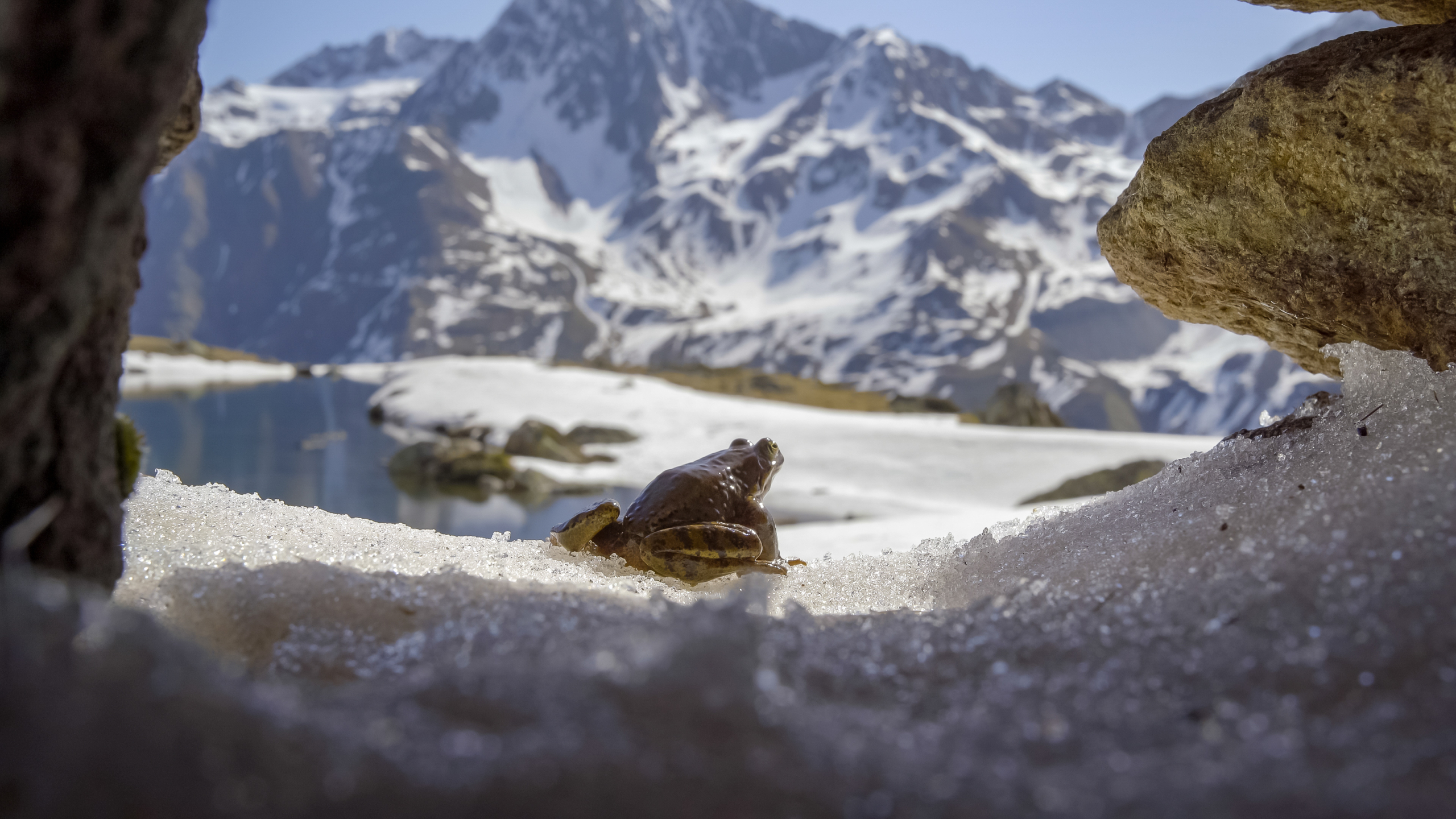 A frog sits on snow, surrounded by rocks, with a clear view of the snow-covered Alps in the background. The scene captures a serene, natural landscape under a bright sky.