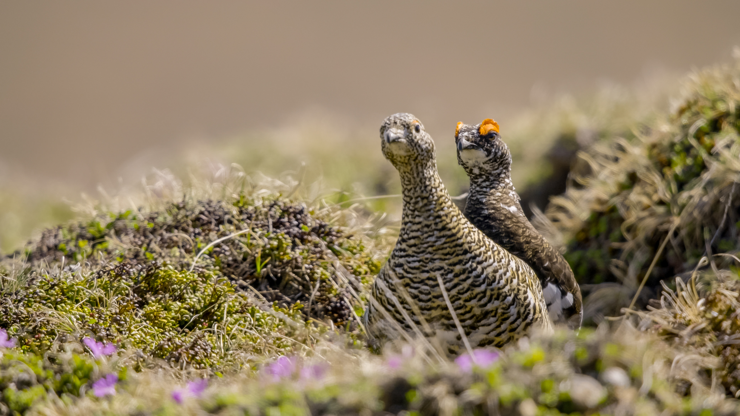 Two mottled brown birds, a male and female ptarmigan, stand among tufts of grass and small purple flowers in the Alps. The male has a distinctive orange eye comb, and both display striped plumage, blending seamlessly into the rugged alpine landscape.