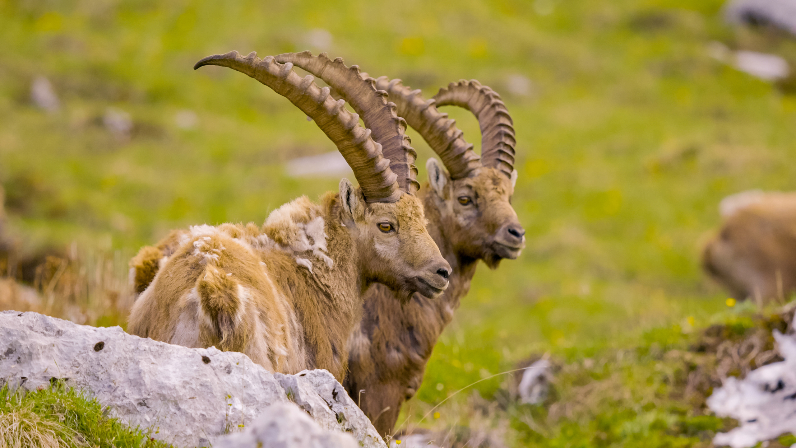 Two ibexes with long, curved horns stand close together on a grassy hillside in the Alps, surrounded by rocks. Their thick fur is a mix of tan and white, blending seamlessly with the natural landscape.