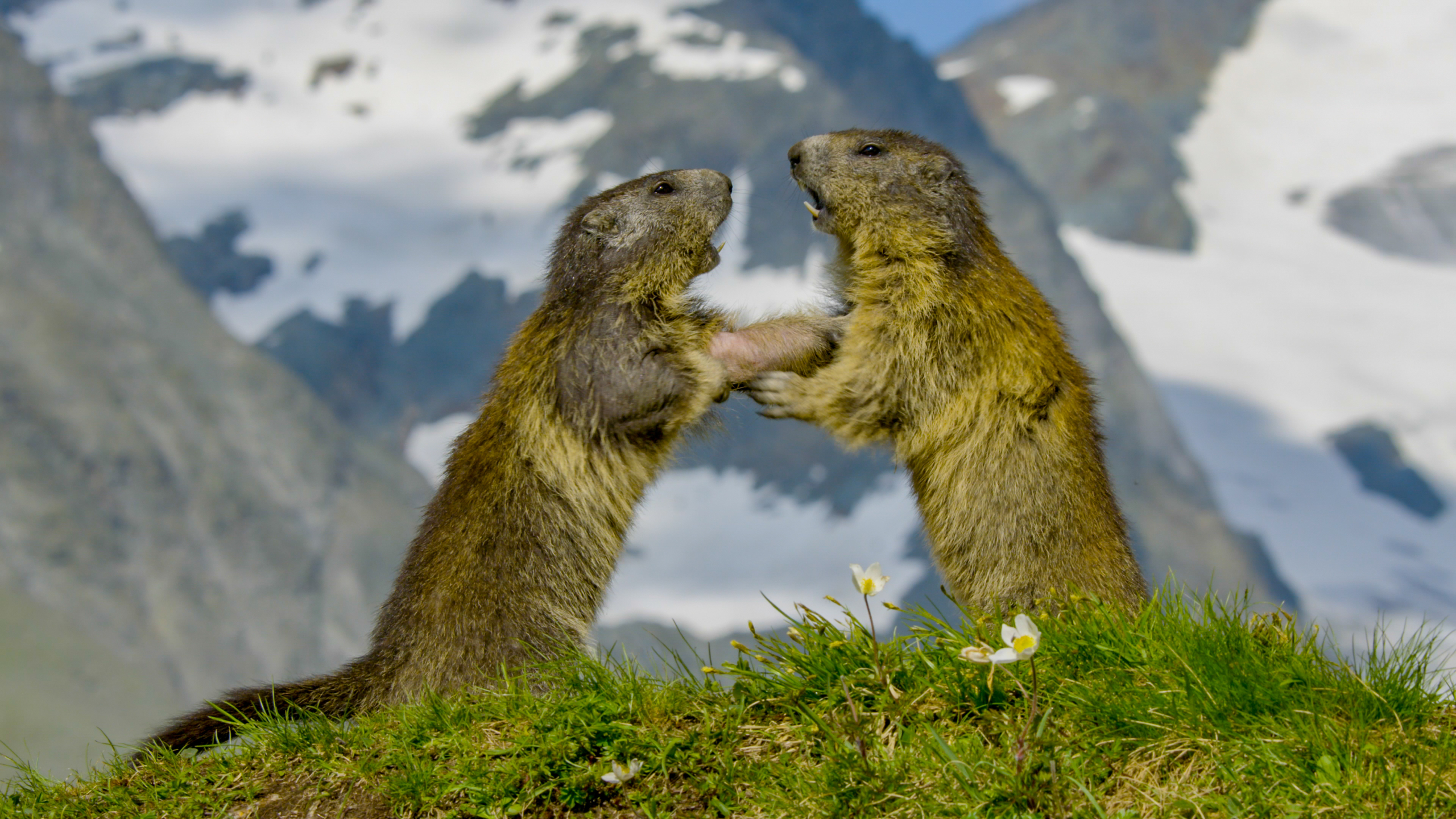 Two marmots stand upright facing each other on a grassy hill with the majestic Alps in the background. They appear to be interacting, their front paws raised. Small white flowers are scattered on the ground.