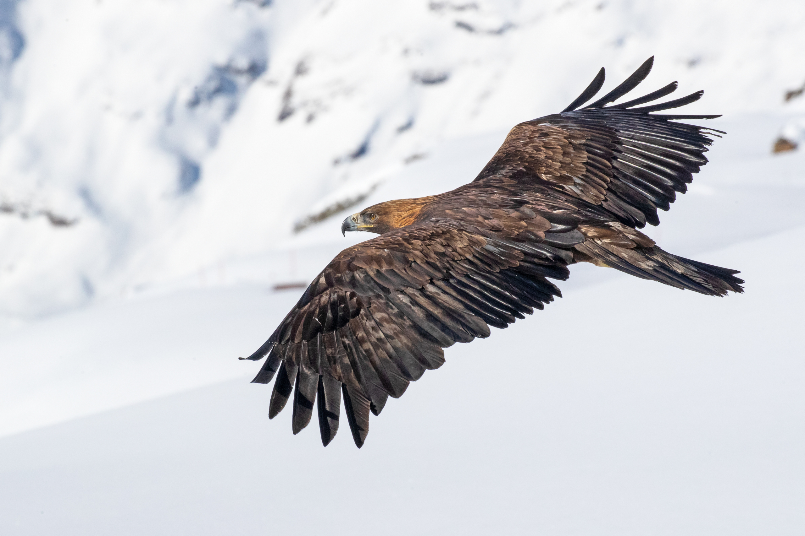 A golden eagle with outstretched wings soars gracefully over the snowy Alps, showcasing its majestic plumage against the bright white landscape.