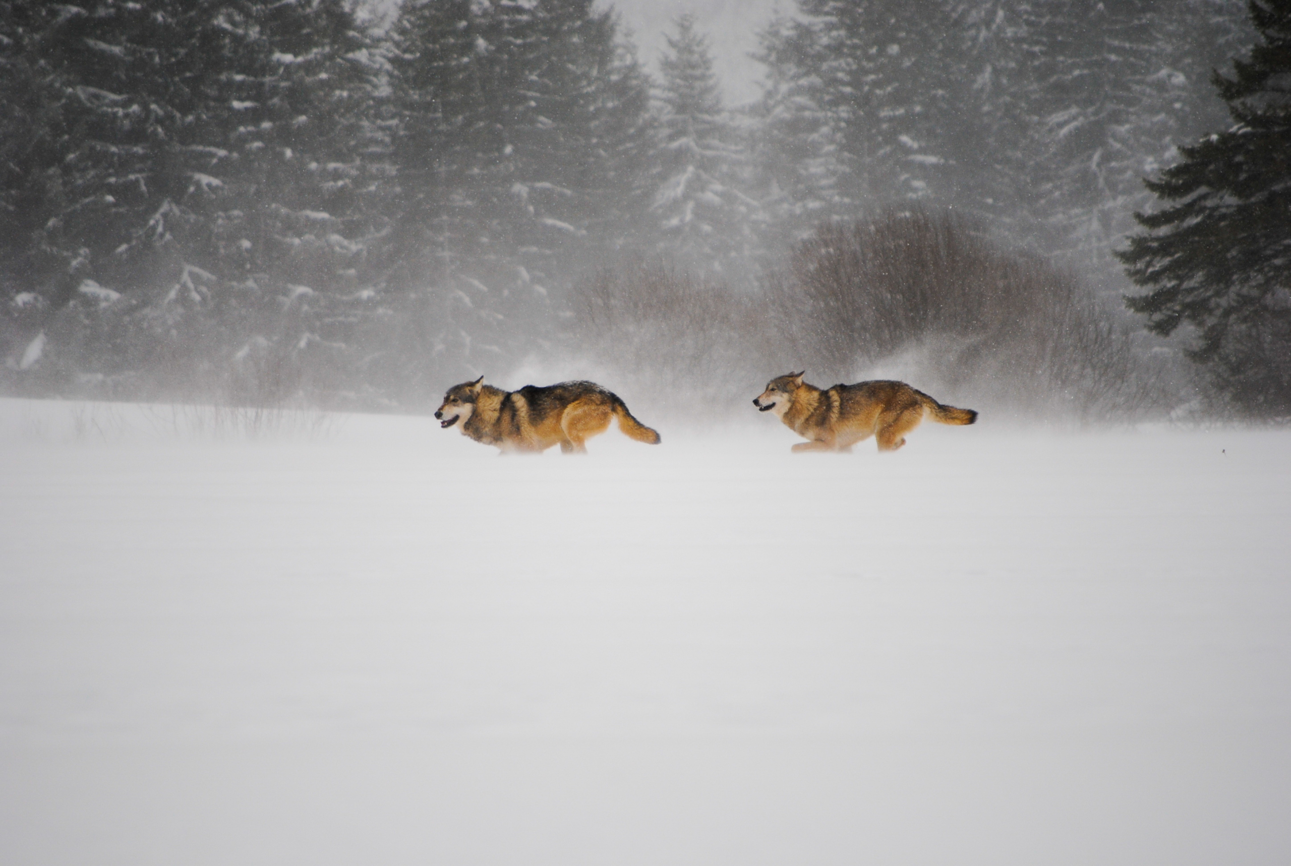 Two wolves run through a snow-covered Alpine landscape, with a backdrop of snowy evergreen trees and a cloudy sky. Their fur contrasts sharply against the white surroundings as they gracefully move through the winter scenery.