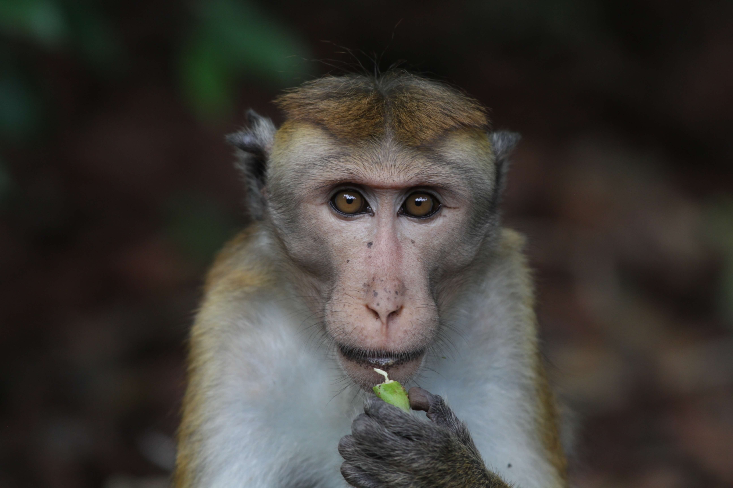 A close-up of a light brown monkey with expressive eyes, holding and eating a small green leaf. The background is blurred, highlighting the monkey's focused expression. Monkeys are known for their curious nature and intelligent gaze, making this moment captivating.