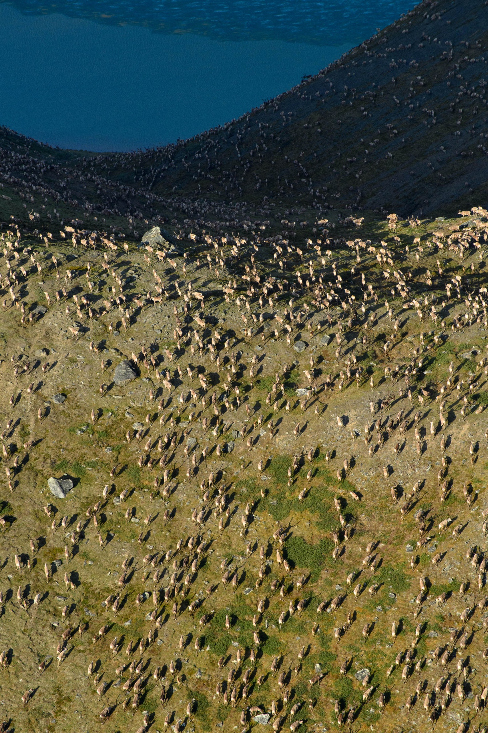 Aerial view of an arctic landscape with a vast herd of reindeer scattered across green hills, a blue water body shimmering in the background under a clear sky. The reindeer create a dense, moving pattern across the stark yet beautiful terrain.