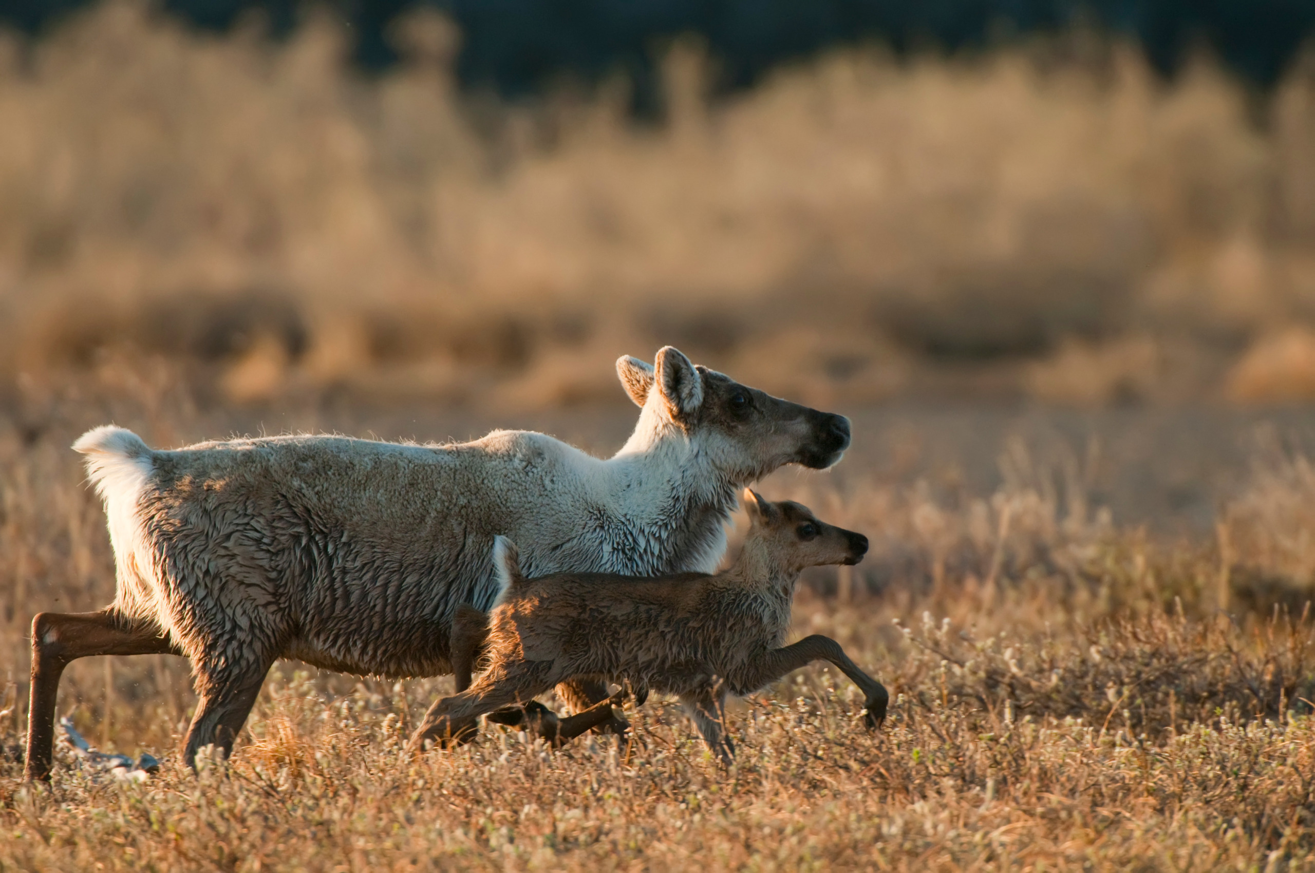 Two caribou, an adult and a calf, run side by side in a dry, grassy Arctic landscape. The adult has a light gray and white coat, while the calf is darker brown. The background is a blurred field under soft, natural light.