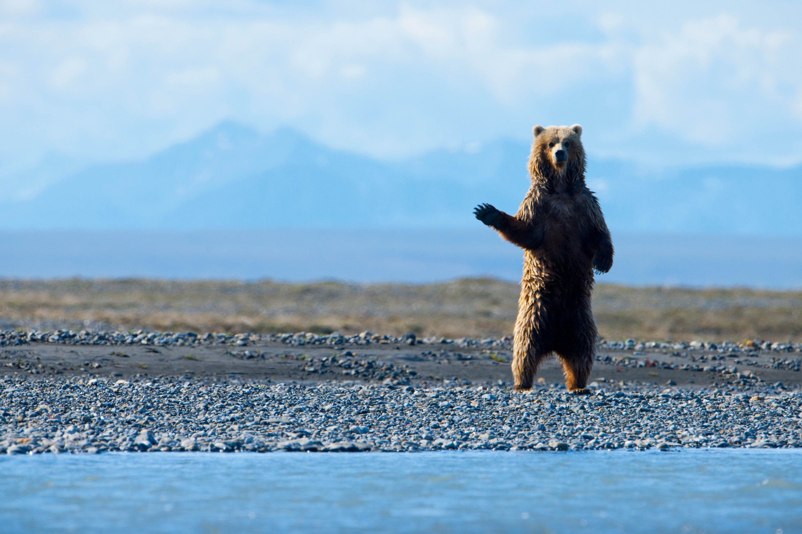 A brown bear stands upright on its hind legs on a rocky arctic shore near a body of water. Mountains and a cloudy blue sky are visible in the background, adding to the wild beauty of this icy habitat.