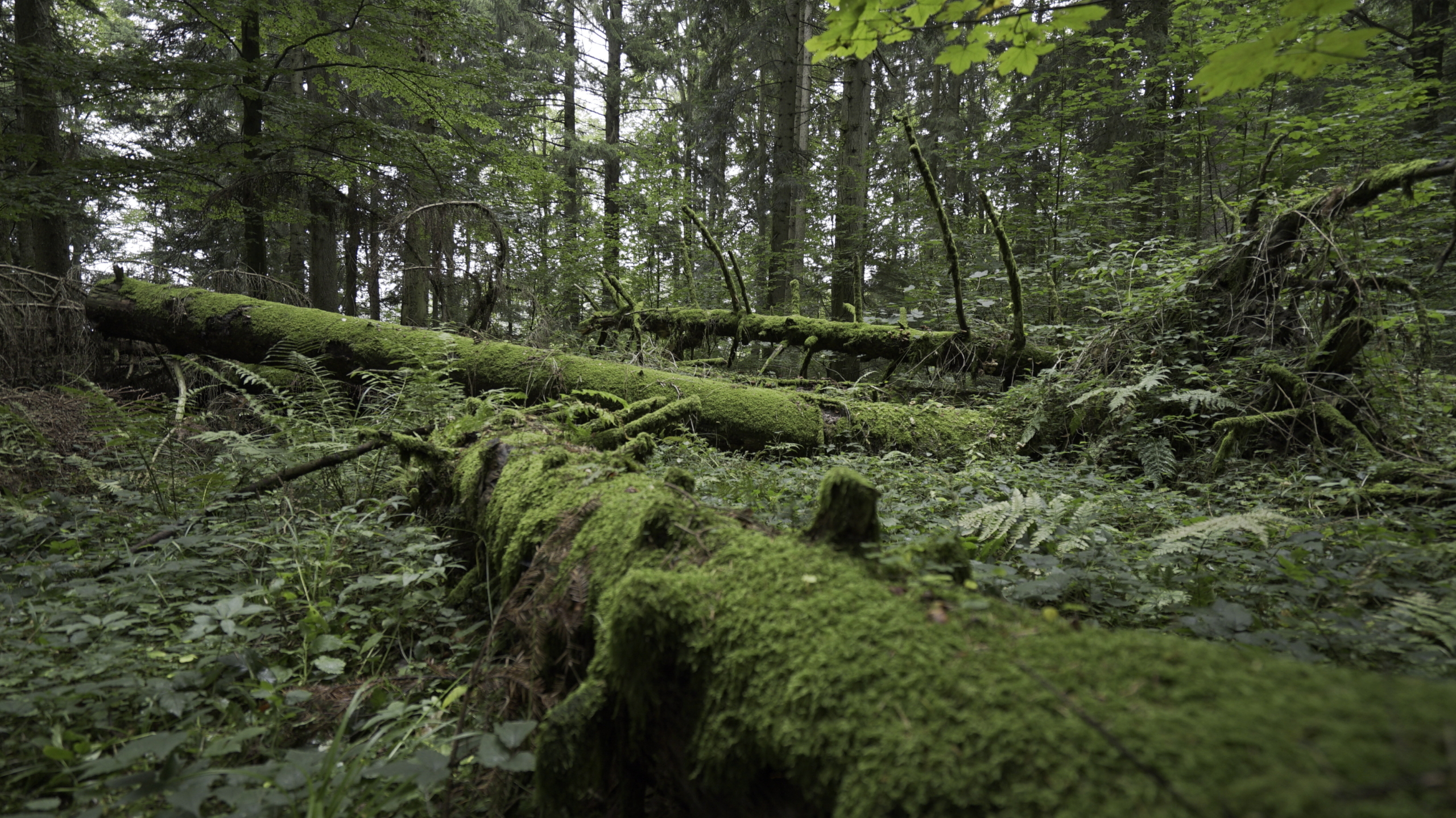 A lush green forest with several fallen trees covered in moss tells a story of time. Ferns and other plants, with deep roots, thrive on the forest floor while tall trees surround the scene, creating a serene, natural atmosphere.