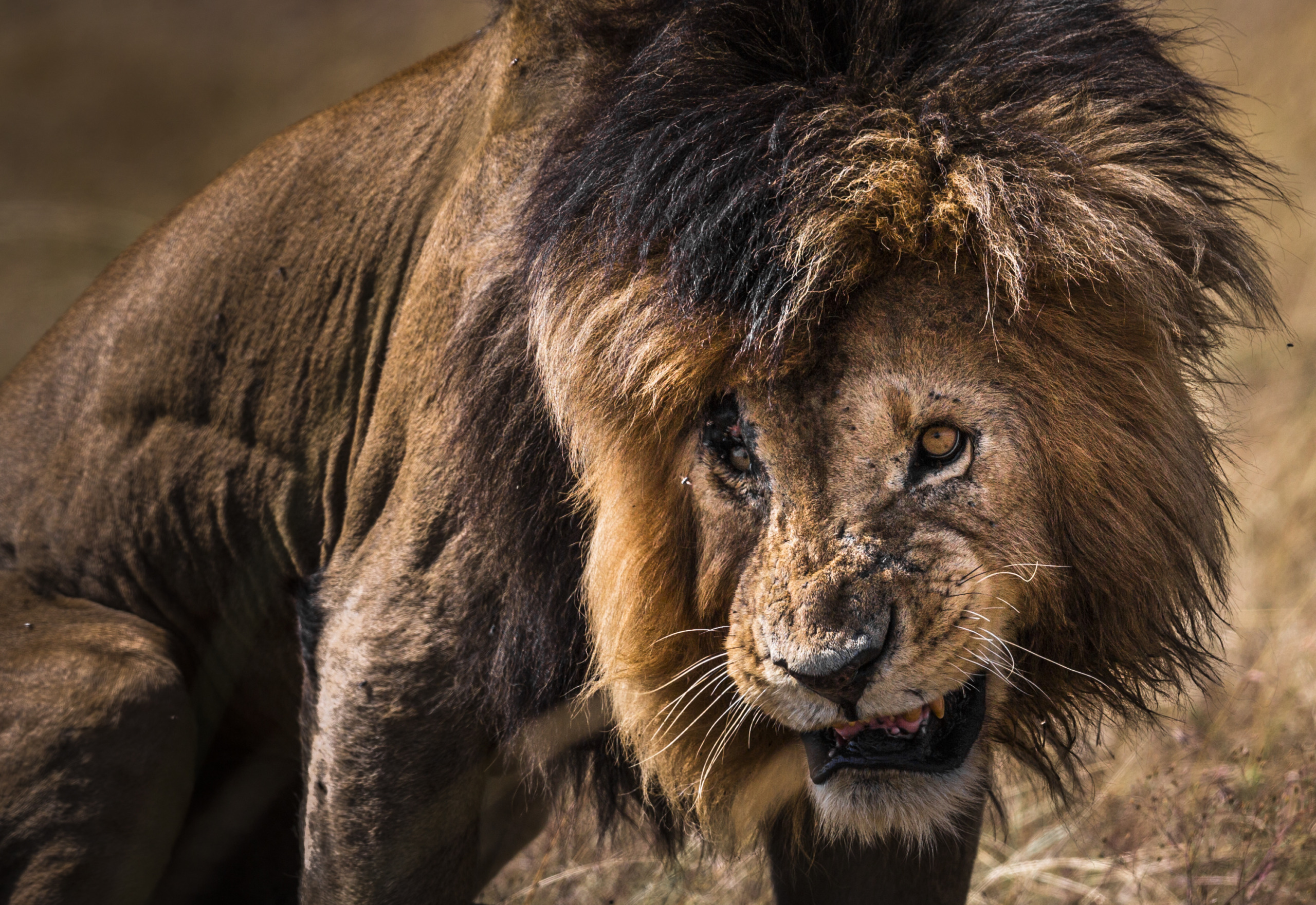 Close-up of a lion with a dark mane and intense gaze, looking slightly to the side. Its mouth is partially open, revealing teeth, and the fur appears matted. The background is blurred, capturing the raw essence of the Wonders of Africa in its natural habitat.