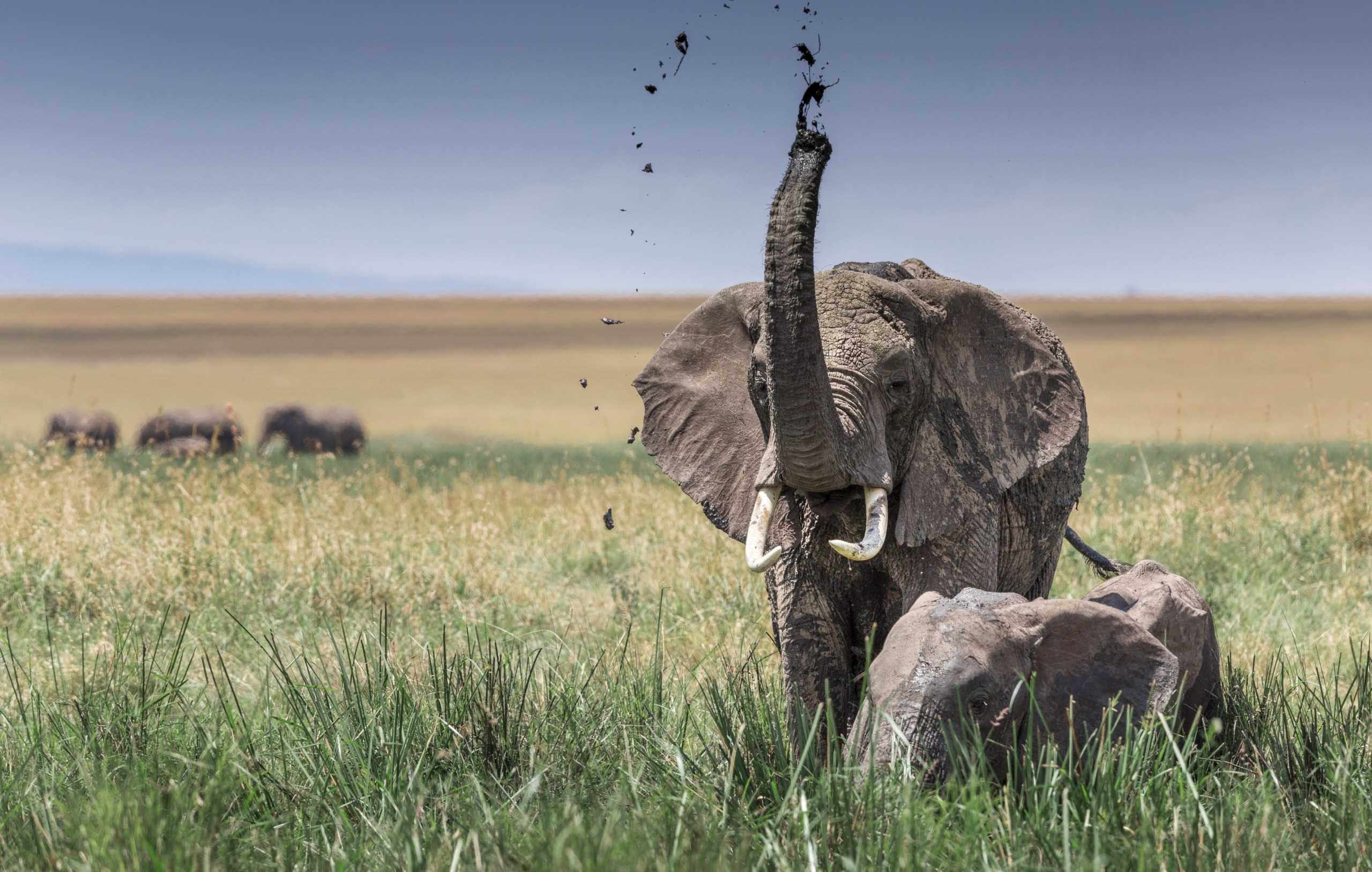 An elephant stands in a grassy field, lifting its trunk high and spraying dirt into the air, encapsulating the wonders of Africa. In the background, a herd of elephants grazes peacefully under a clear blue sky.