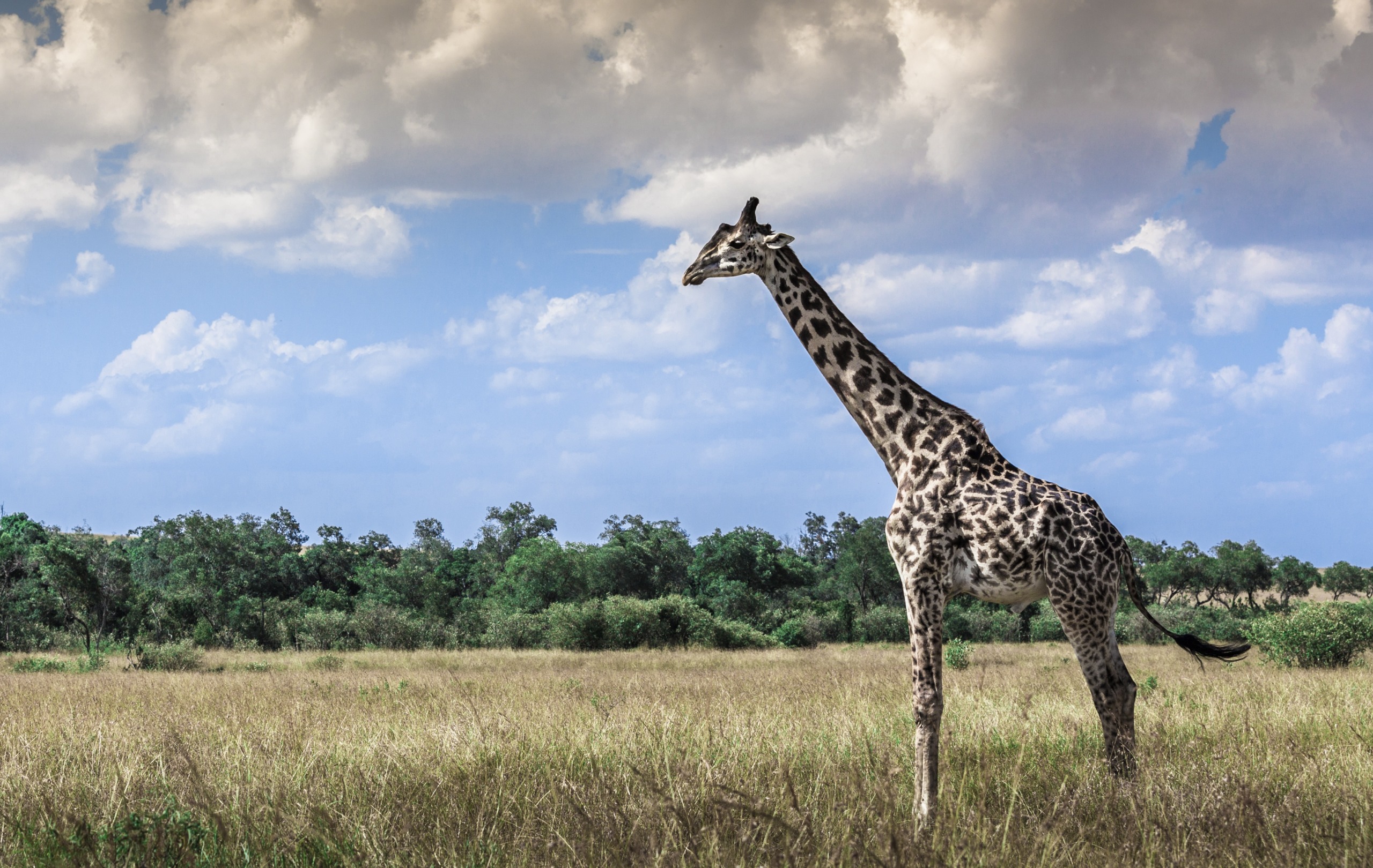 A giraffe stands in an open grassland, a true marvel of Africa tourism, with a backdrop of green trees and a cloudy blue sky.