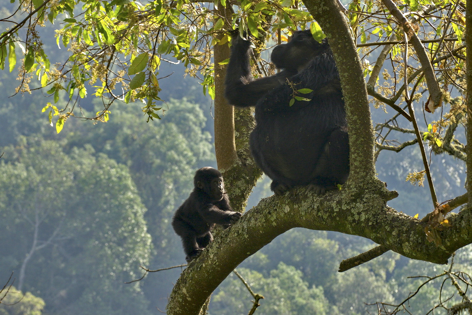 A mother gorilla and her baby are perched on a tree branch surrounded by lush green forest. The baby looks up at the mother, who reaches for leaves above. Sunlight filters through the branches, highlighting the scene.