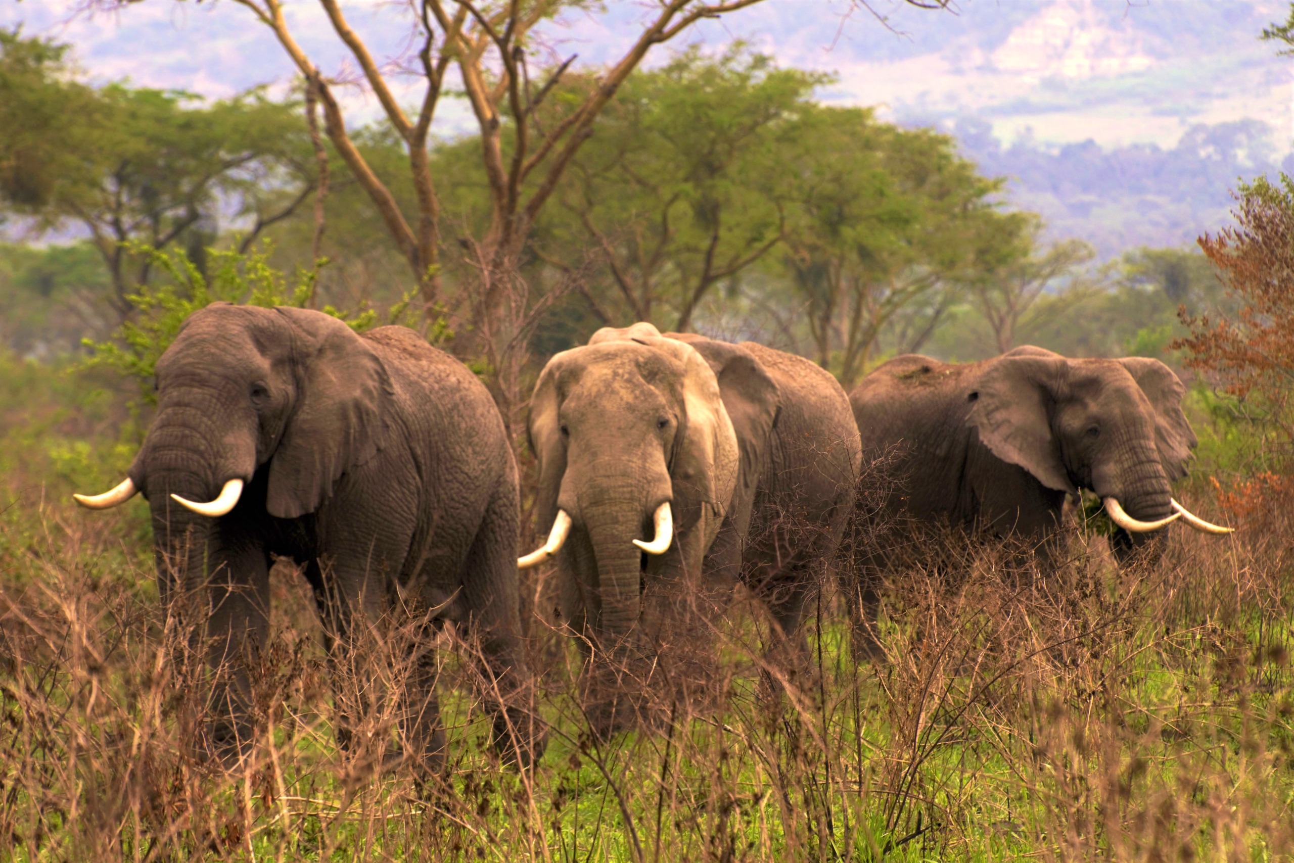 Three elephants with long tusks walk through dense bushland, surrounded by trees and grass in a lush landscape. Hills and a hazy sky can be seen in the background.