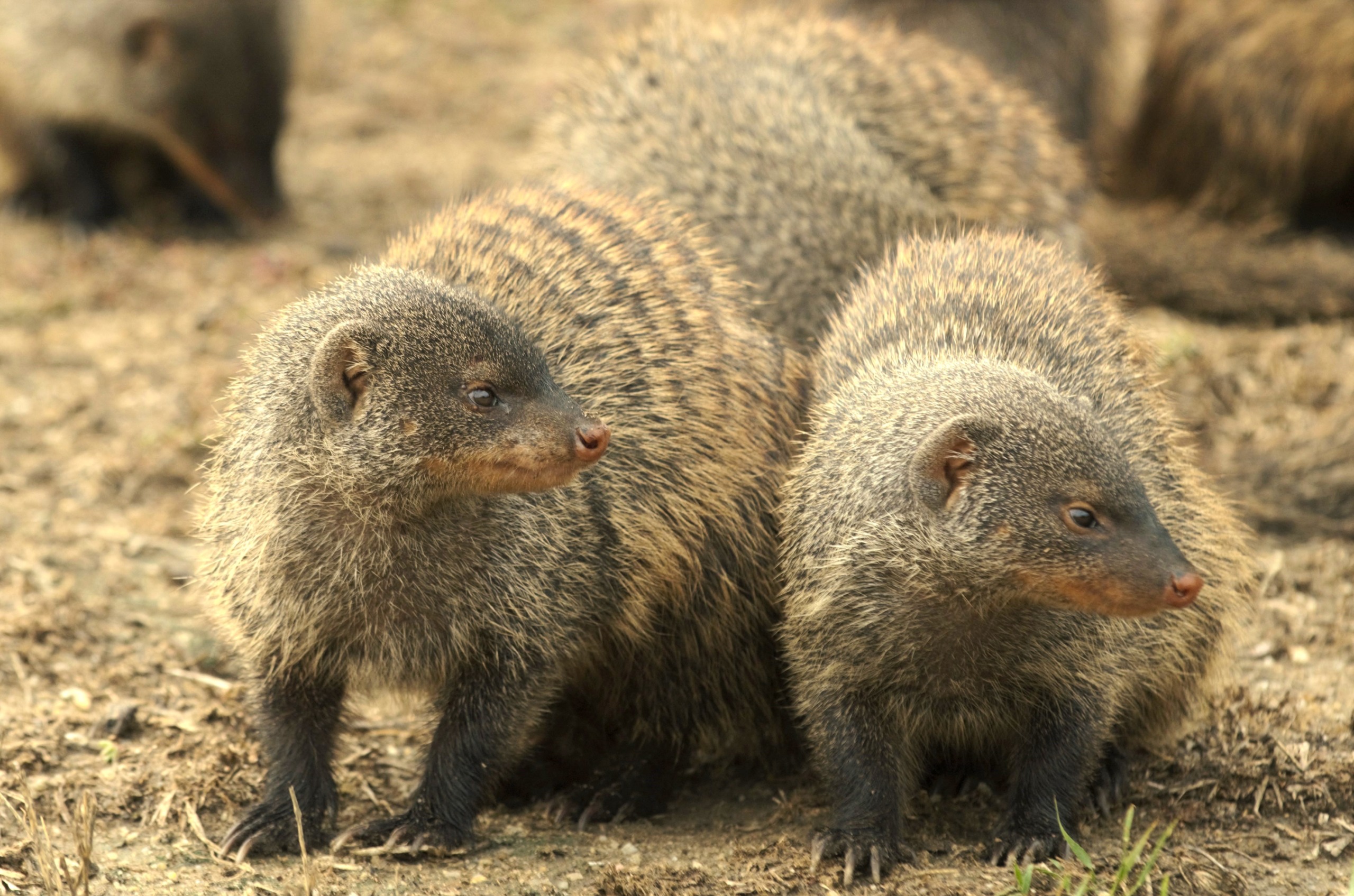 Two banded mongooses standing on a dirt ground. They have short legs, pointy noses, and round ears, with a distinctive banded pattern on their fur. Both are looking in the same direction, surrounded by more mongooses in the blurred background.