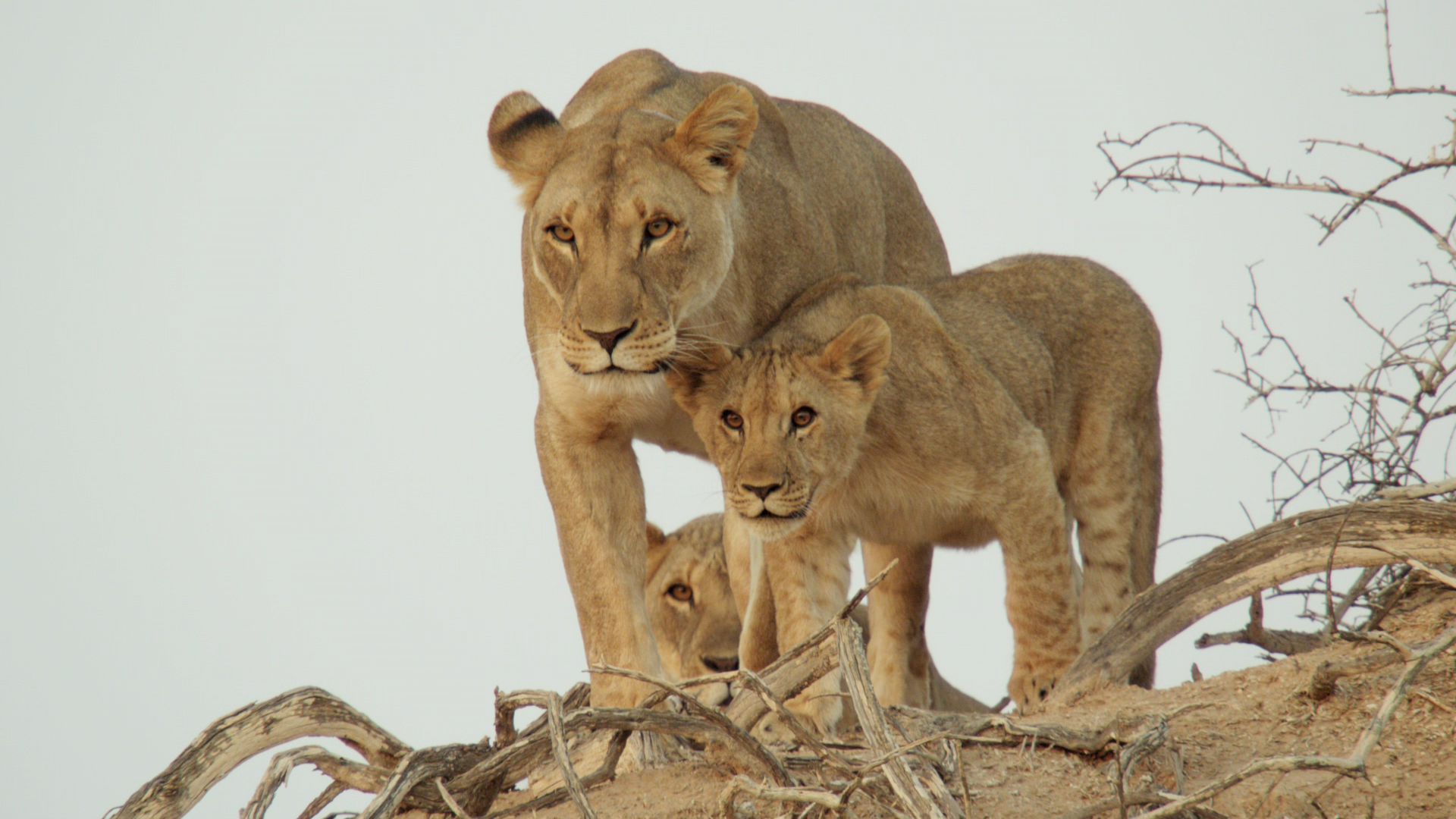 A lioness and her two cubs stand on a sandy hill, crowned as wild winners amidst the dry branches. The lioness gazes forward attentively, while the curious cubs huddle close beside her against a backdrop of pale sky.