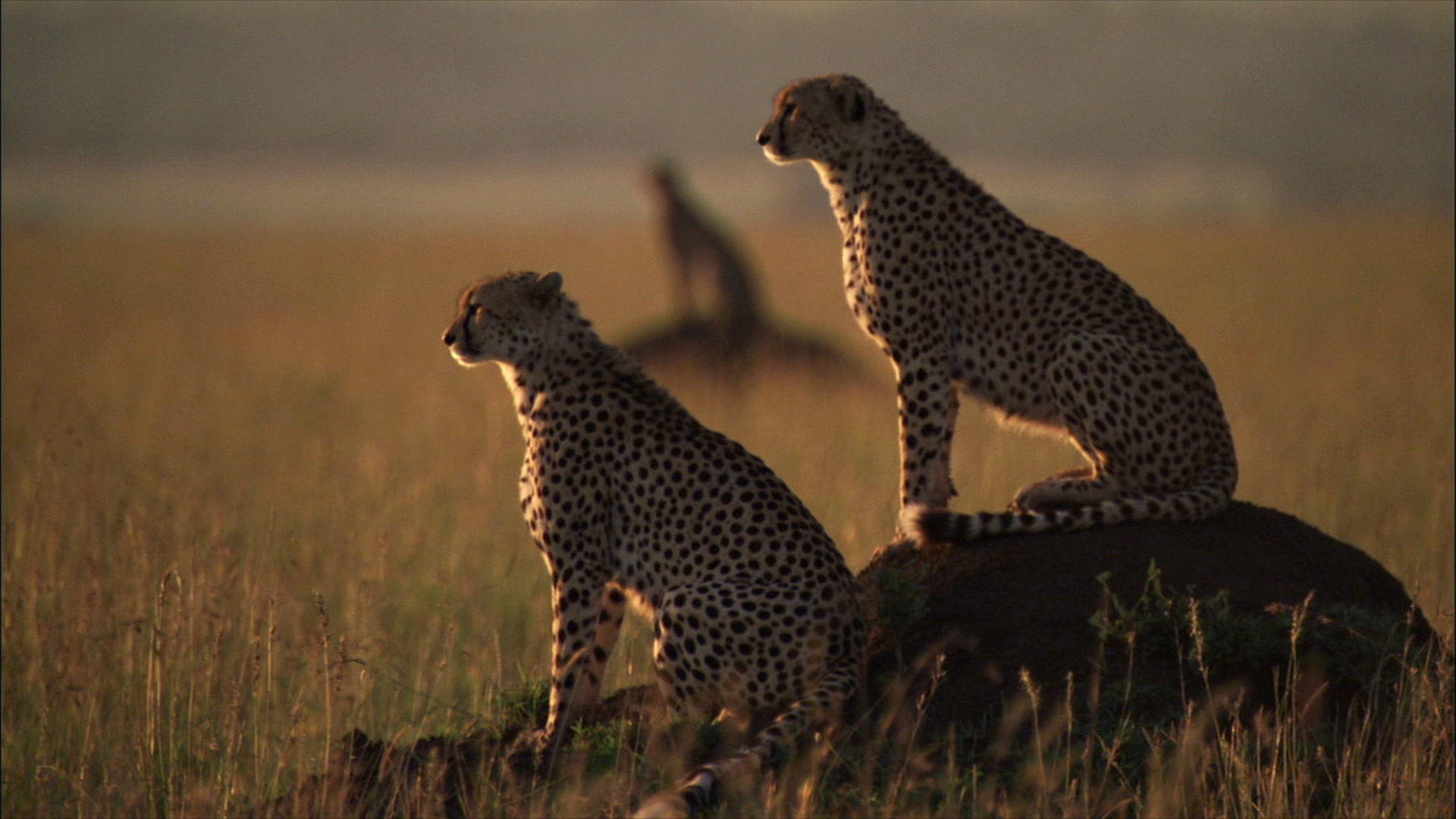 Two cheetahs, true wild winners, sit atop a mound in the grassy savanna, gazing into the distance. The setting sun casts a warm glow, creating a serene and picturesque scene. In the background, another cheetah stands sentinel.