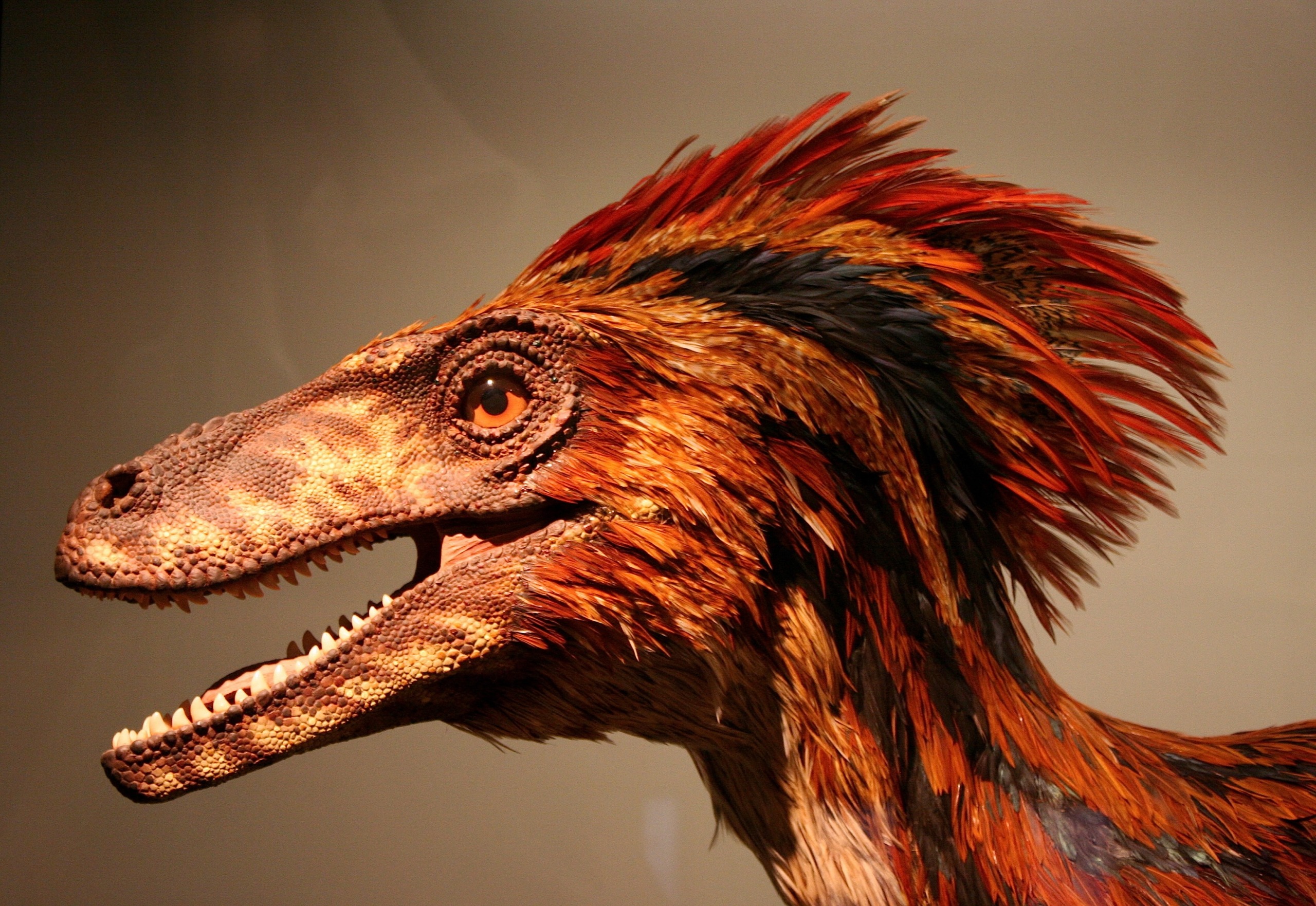 A detailed model of a dinosaur head, likely a Velociraptor, featuring vibrant feathers in shades of brown, orange, and red. The mouth is open, showing sharp teeth, and the eye gazes intently like wild winners ready for competitions, set against a plain beige background.