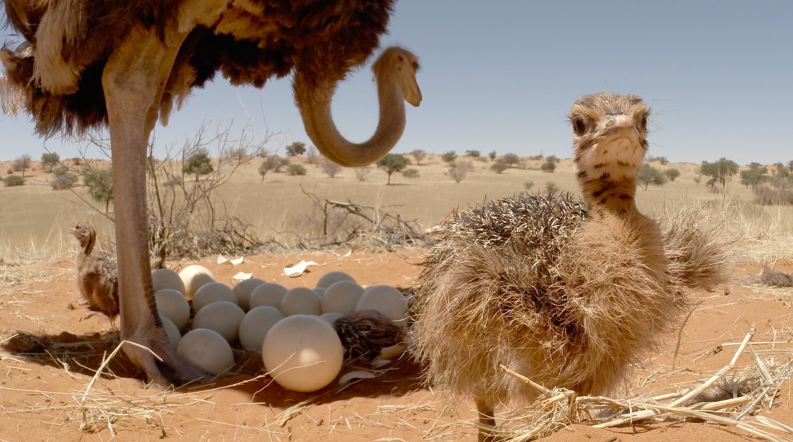 A baby ostrich stands near a group of eggs on the sandy ground, like a Wild Winner in nature’s lottery. An adult ostrich watches nearby, all set against the open savanna with scattered trees under a clear blue sky.