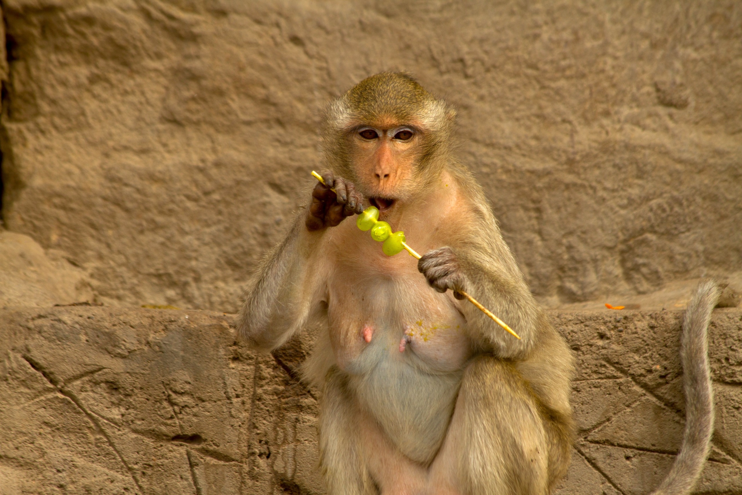 A monkey, perhaps a mascot for Wild Winners, is perched on a stone surface. It is enjoying green fruit from a skewer against the backdrop of a rough, beige rock wall, inviting thoughts of thrilling casino games in an online gaming oasis.