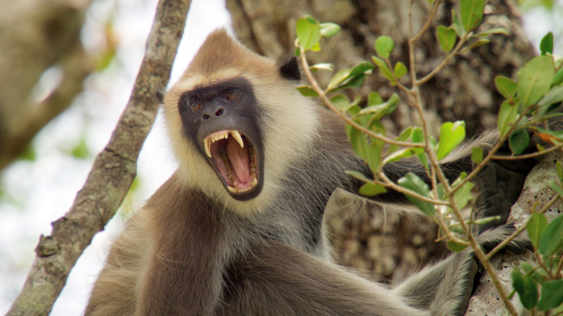 A monkey with a dark face and light fur around its jaw sits on a tree branch, mouth wide open as if cheering for Wild Winners. The background is filled with green leaves and branches, like a vibrant jungle casino offering endless games of chance.