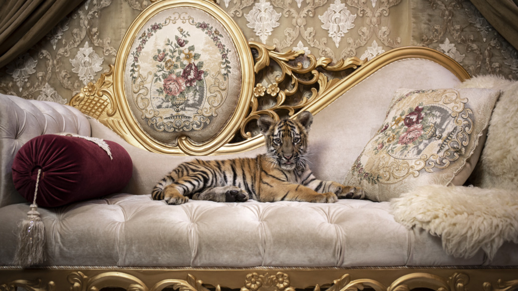 Zorro the pet tiger lounging at his home in Karachi, Pakistan