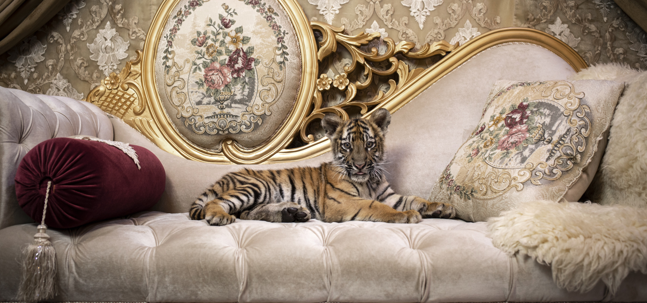 Zorro the pet tiger lounging at his home in Karachi, Pakistan