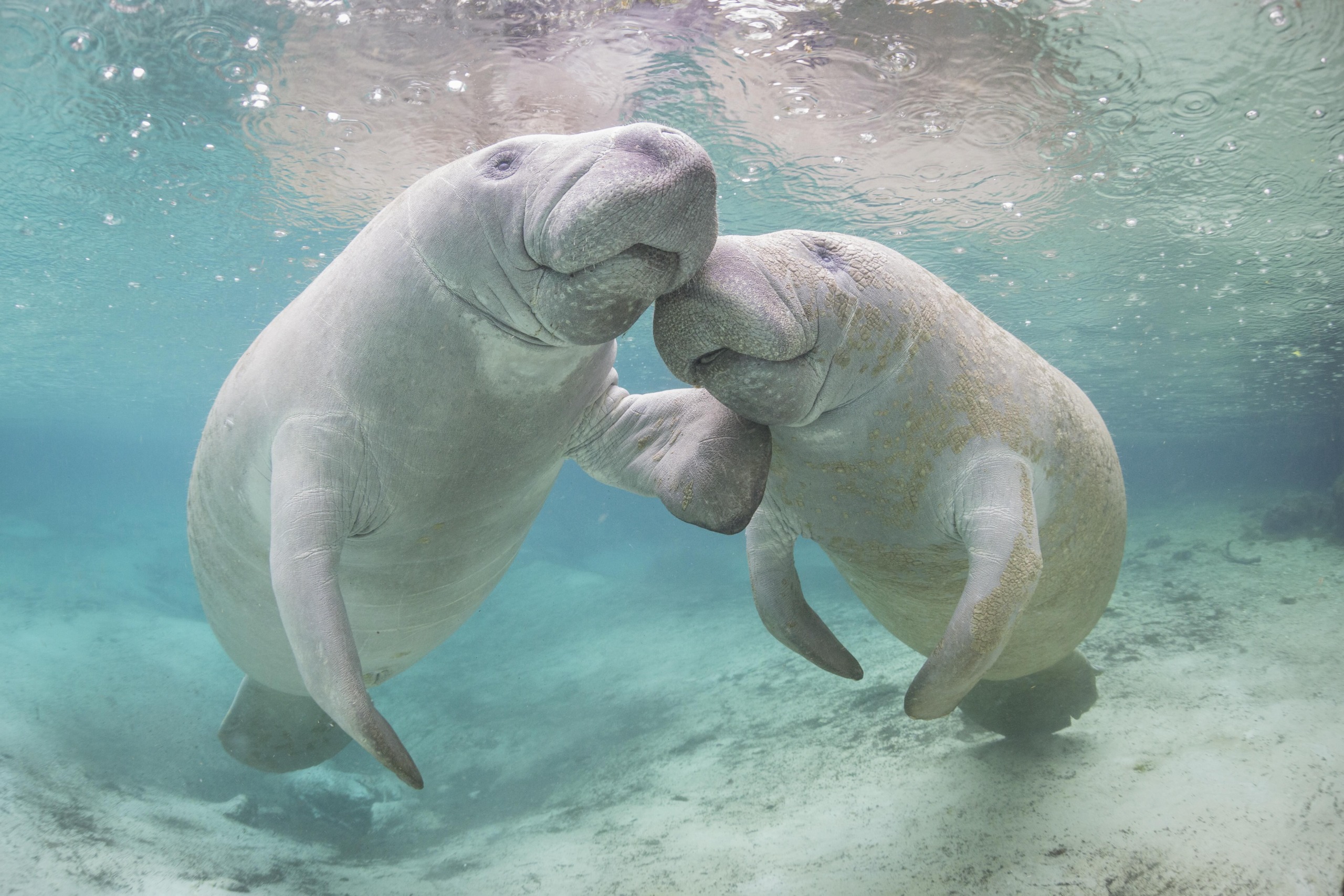 Two American manatees interact underwater in a clear blue setting. They are gently bumping noses, surrounded by bubbles and the sandy ocean floor, creating a serene aquatic dance.