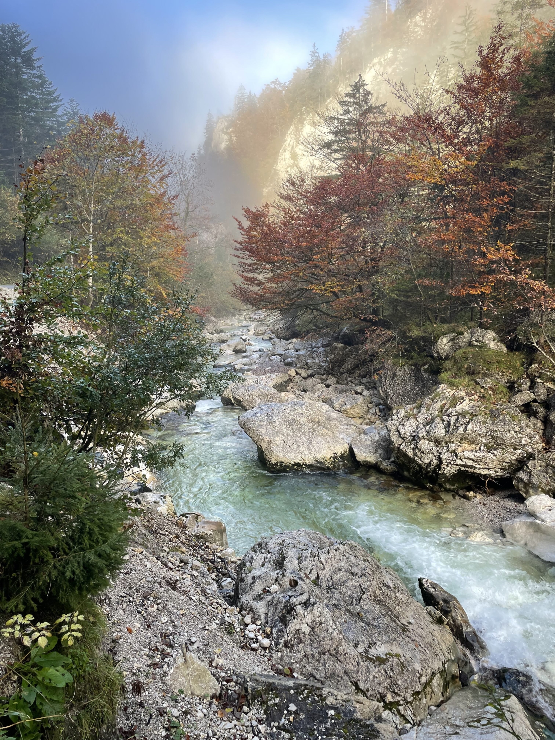 river in forest landscape