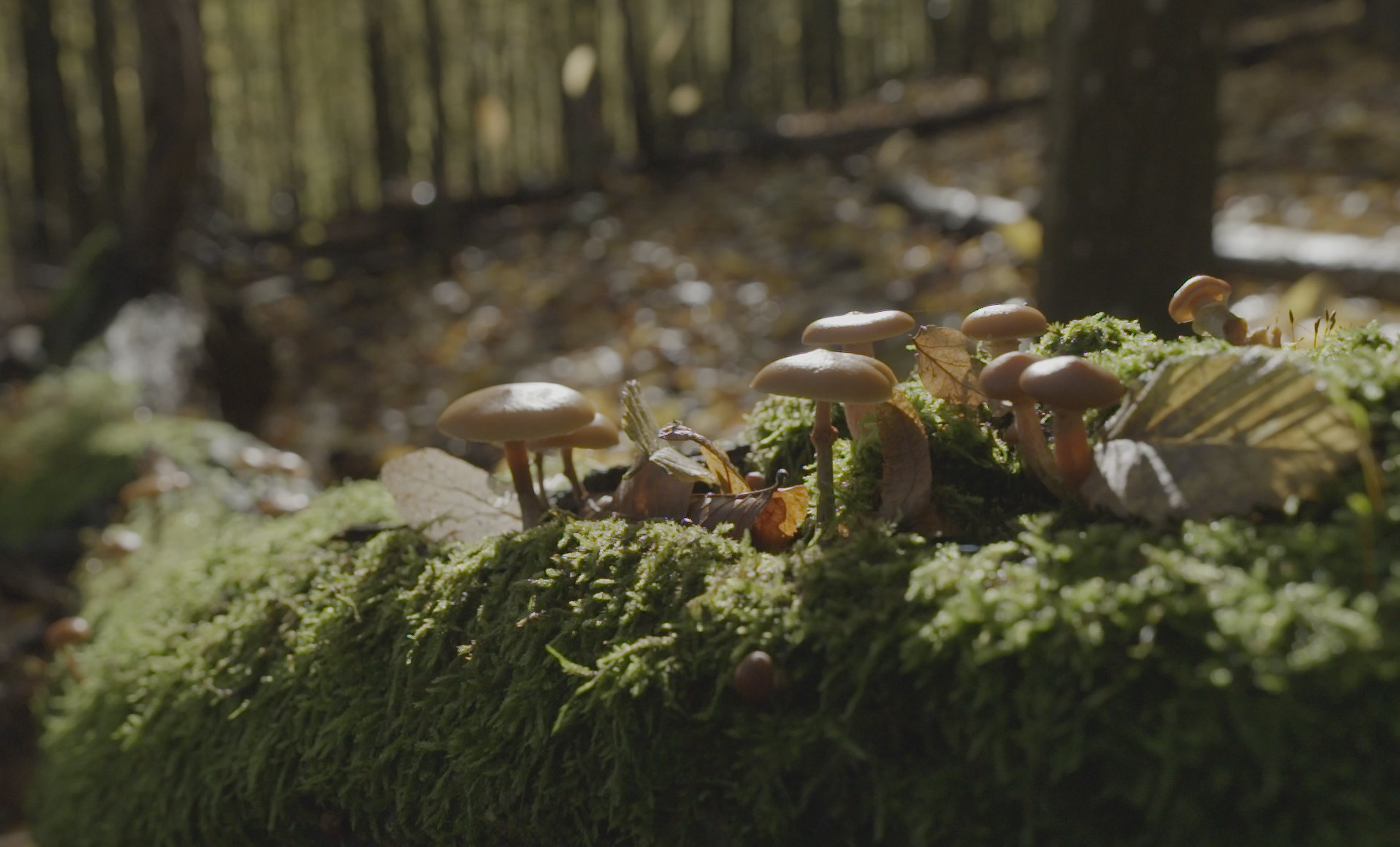 mushrooms on mossy tree trunk