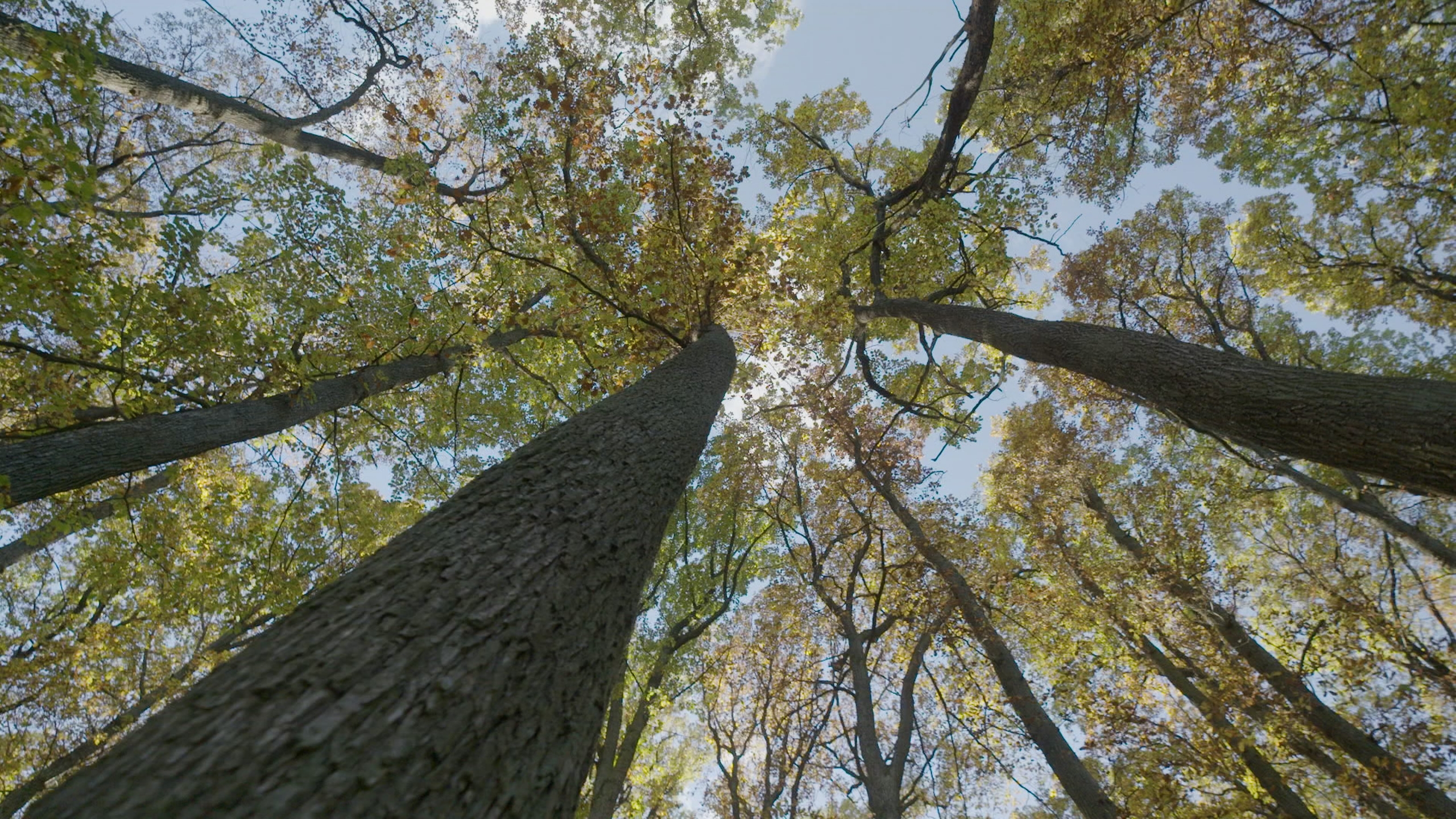 low-level perspective of leafy tree trunks