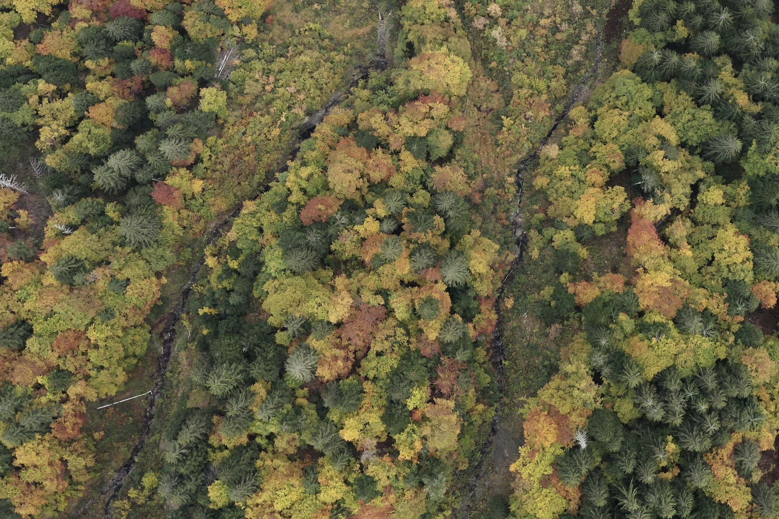 top down shot of colourful forest