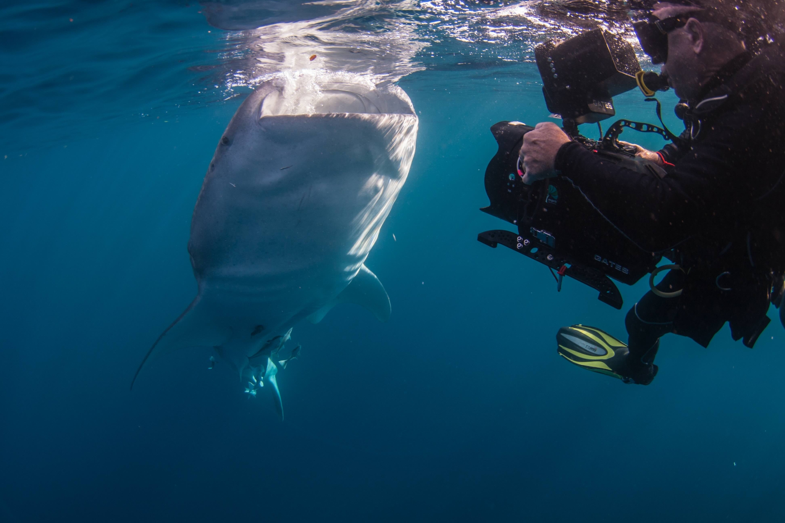 A diver with a camera films a large shark underwater in clear blue waters, capturing Terra Mater's marvels. The shark swims gracefully, surrounded by rays of sunlight filtering through the surface, offering unique insights into this vibrant underwater world.