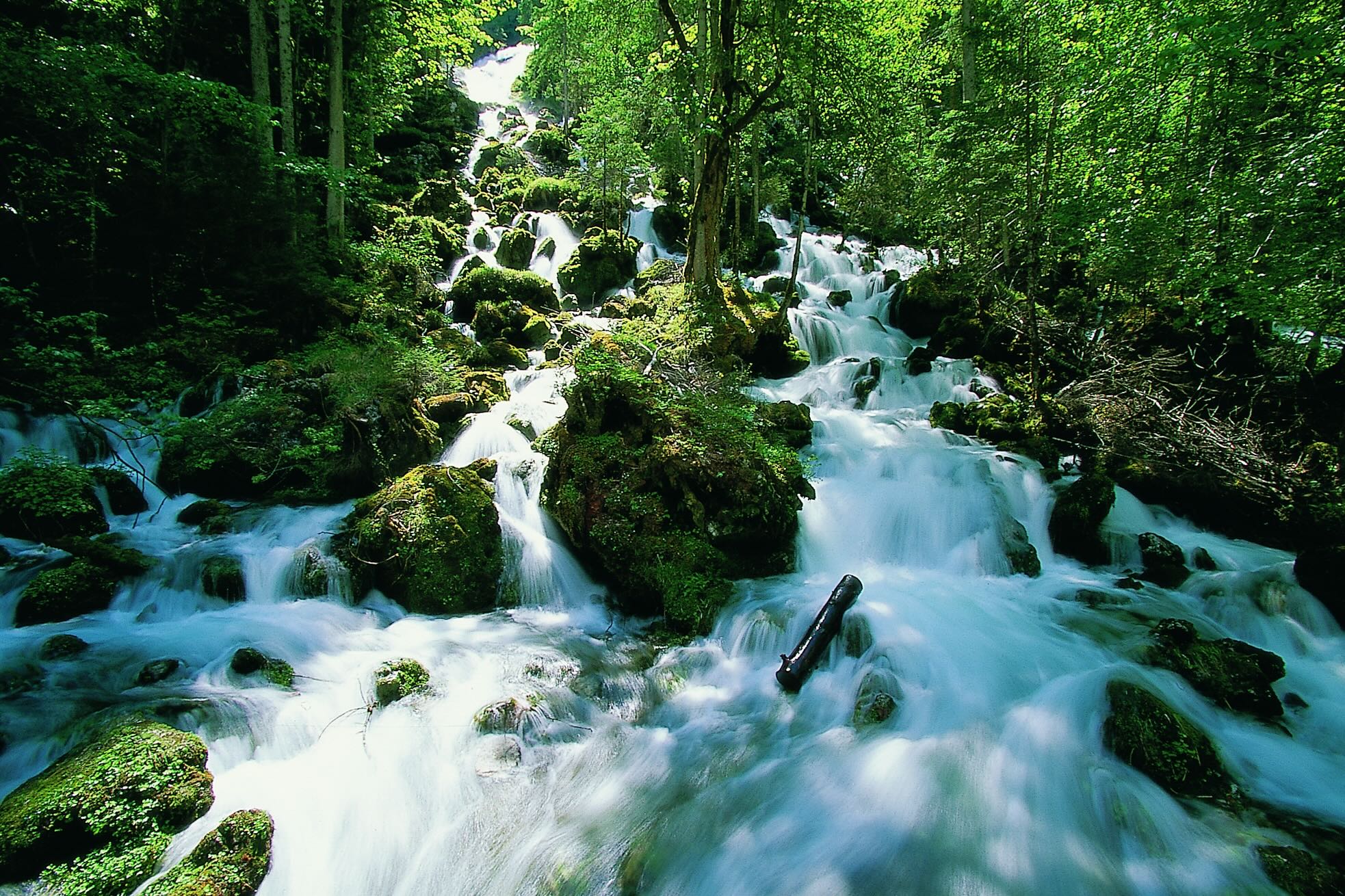 river in forest landscape