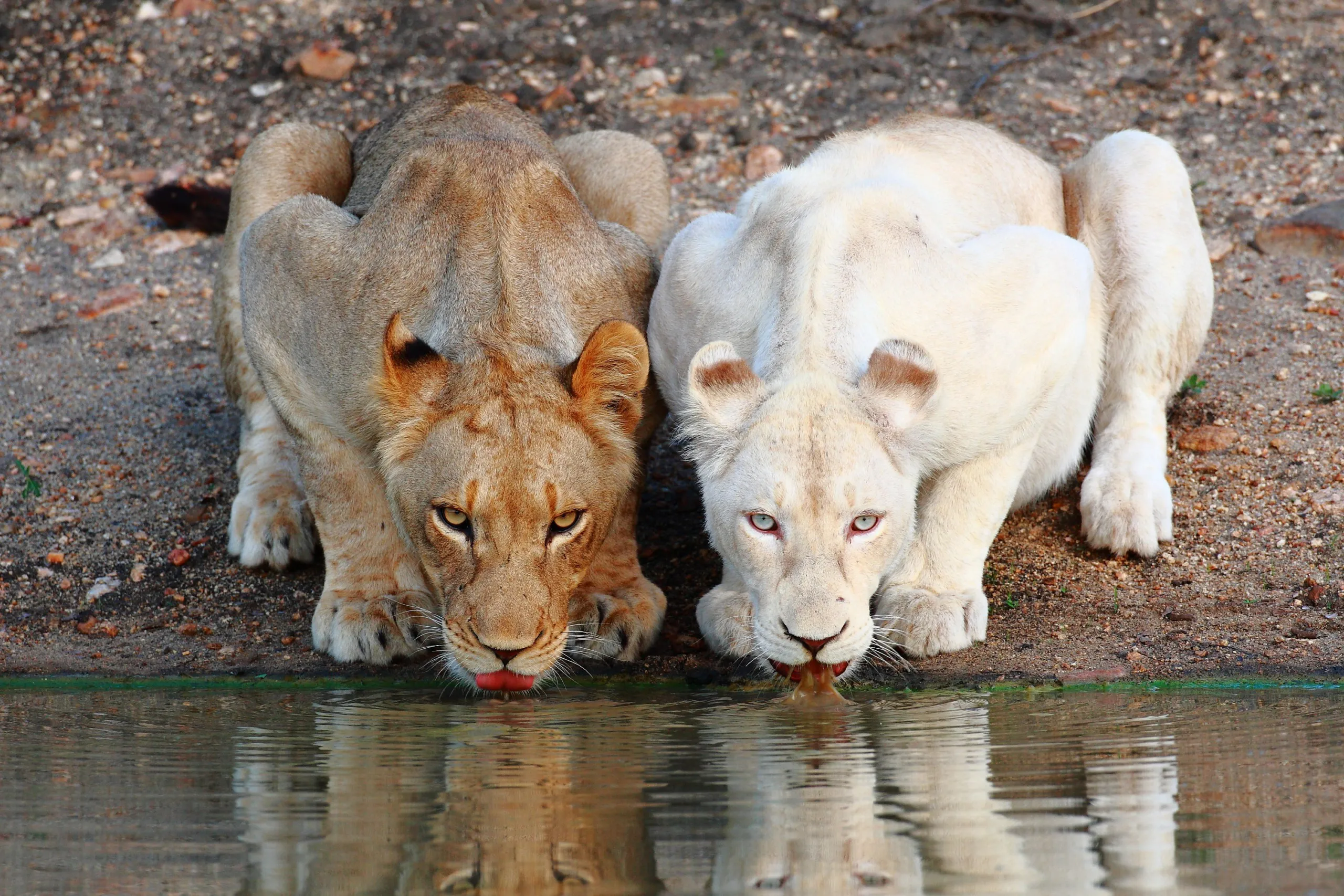 Two lions, one tawny and one a majestic white lion born wild, drink water side by side at the edge of a pond. They are surrounded by a rocky, earthy terrain under natural daylight.