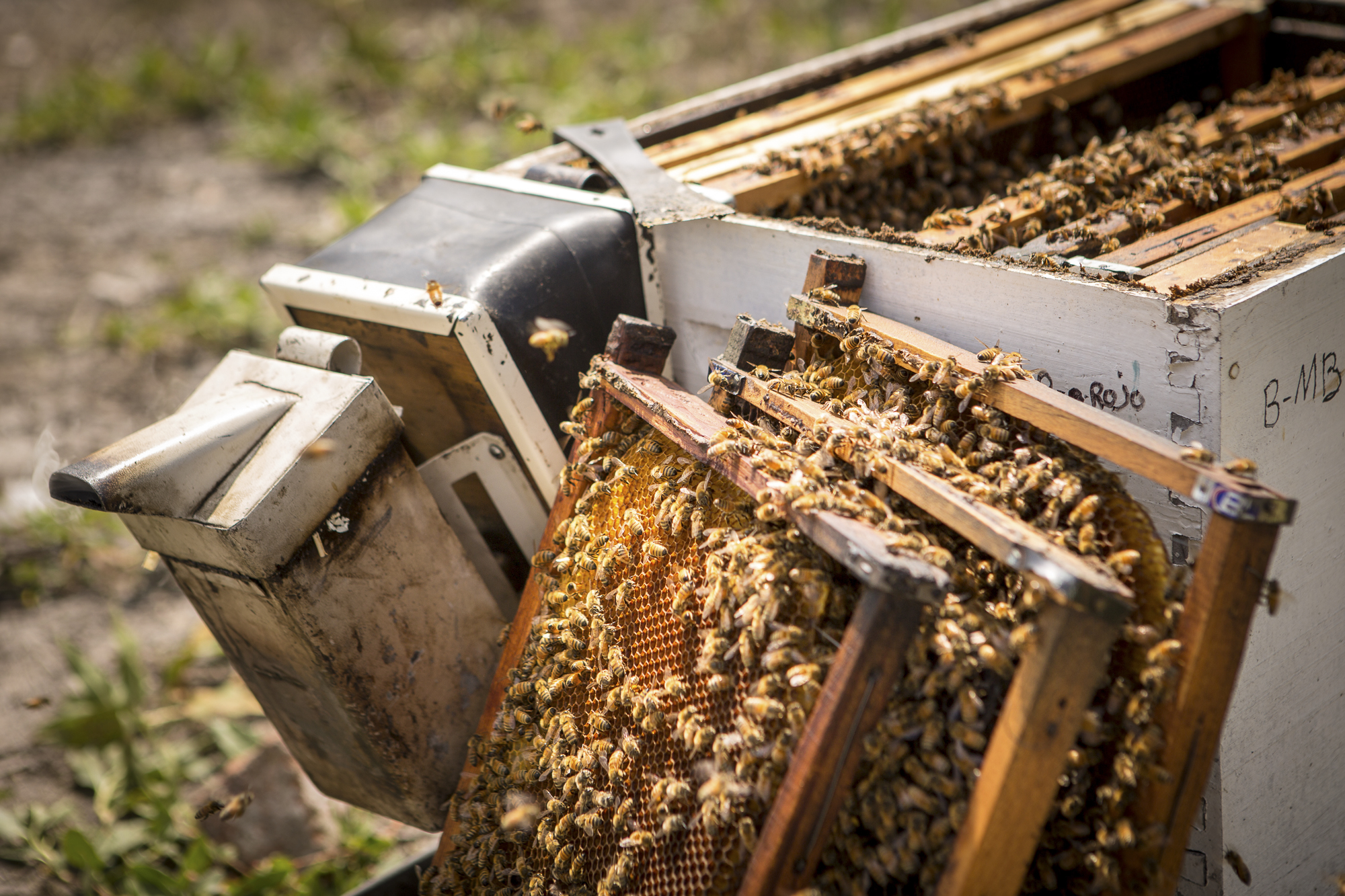 A beekeeping setup with several frames covered in bees buzzes with life. An equipment smoker sits nearby, surrounded by grass and dirt near the hive. The scene captures the hive's busy activity as honeybees thrive in their natural environment.