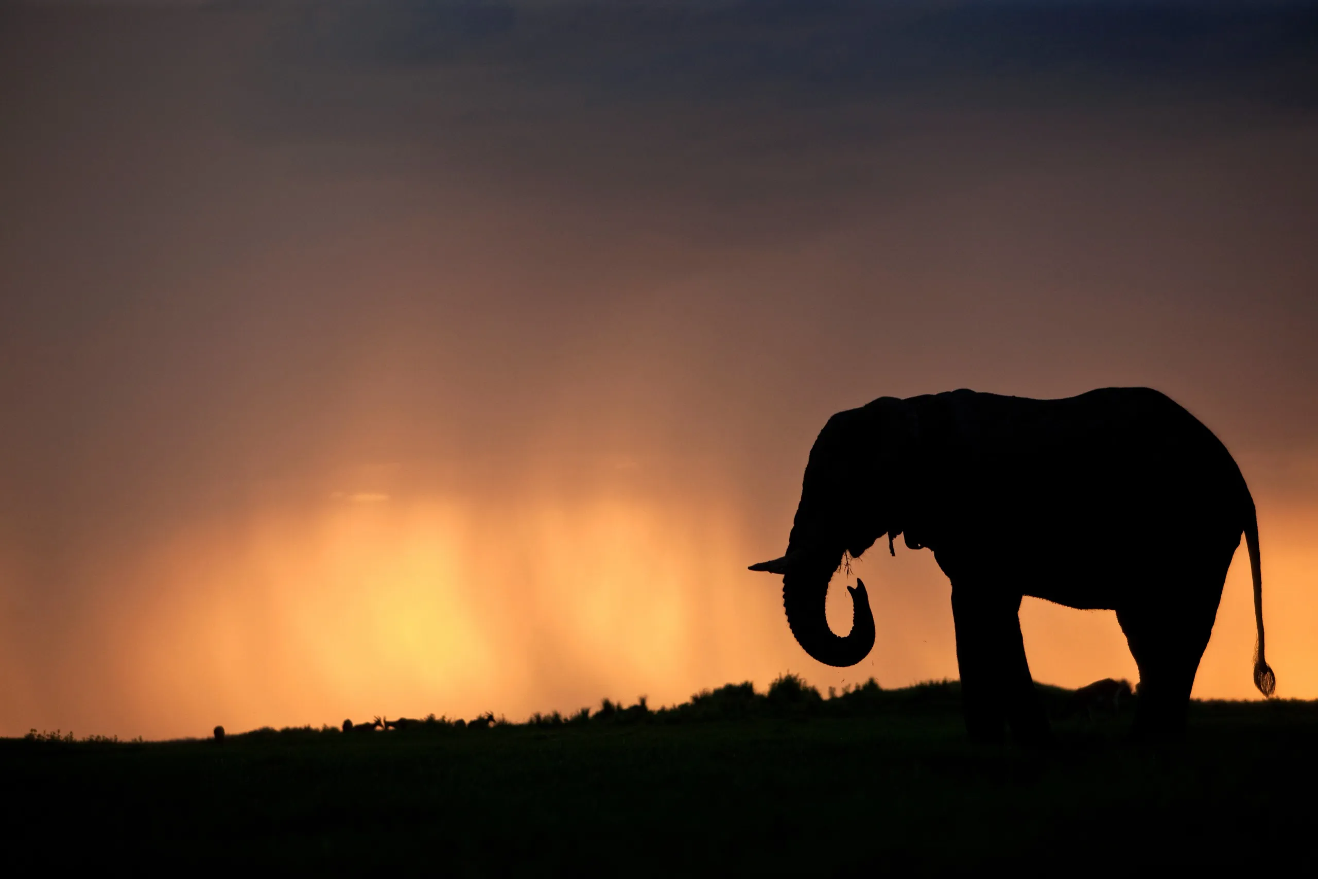 A silhouette of an elephant stands majestically on grassy terrain against a dramatic sunset sky. The vibrant orange and yellow hues, contrasted by dark clouds, create a striking backdrop that highlights the elephant's graceful profile.