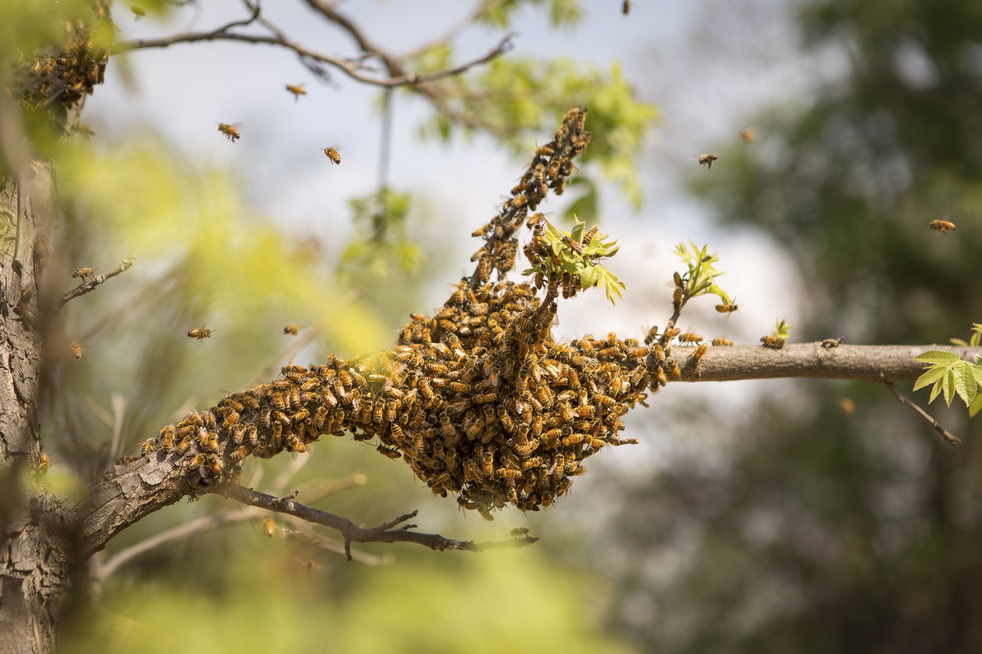 A large swarm of honeybees clustered around a tree branch, buzzing busily near their hive. Many bees flew nearby, their wings a blur against the lush greenery that highlights their industrious work.