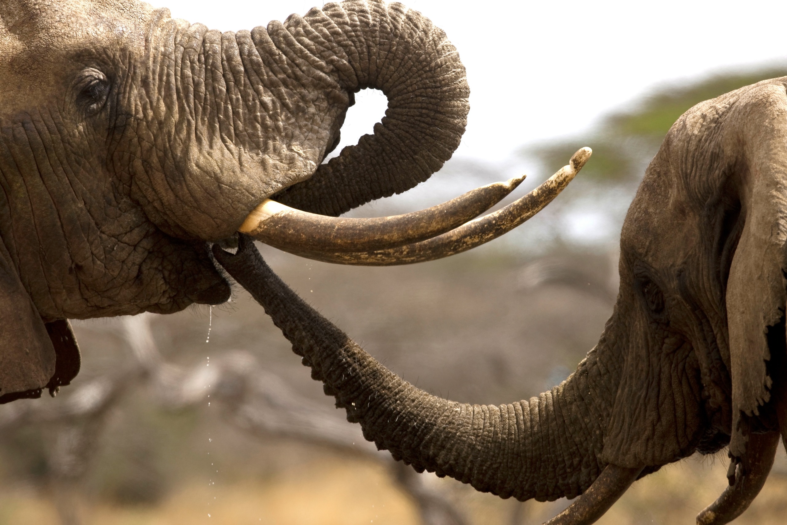 Close-up of two elephants gracefully touching trunks, showcasing a tender interaction. One elephant's prominent tusk stands out against the natural outdoor backdrop of blurred trees.